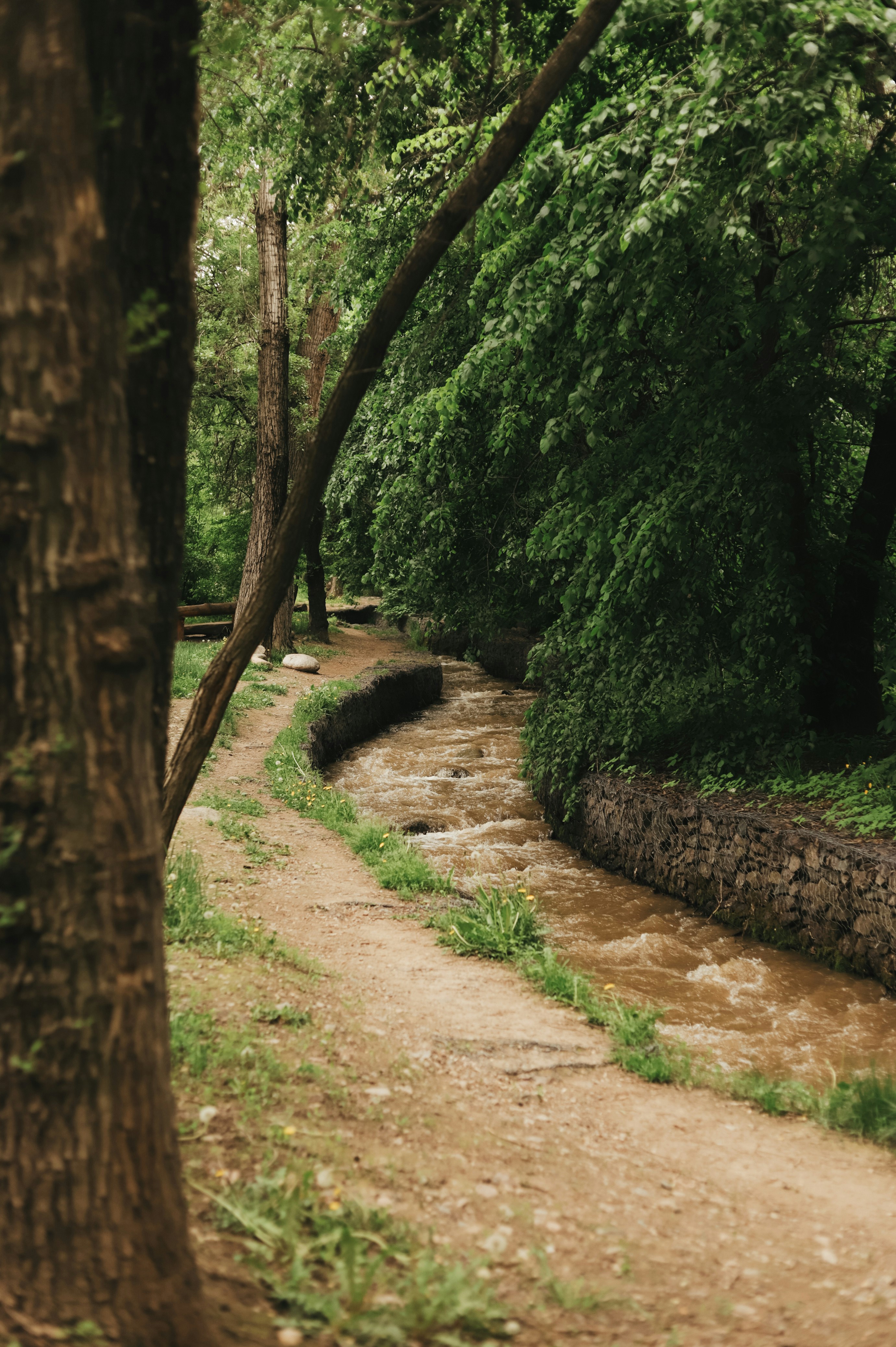 jalan tanah di tengah hutan