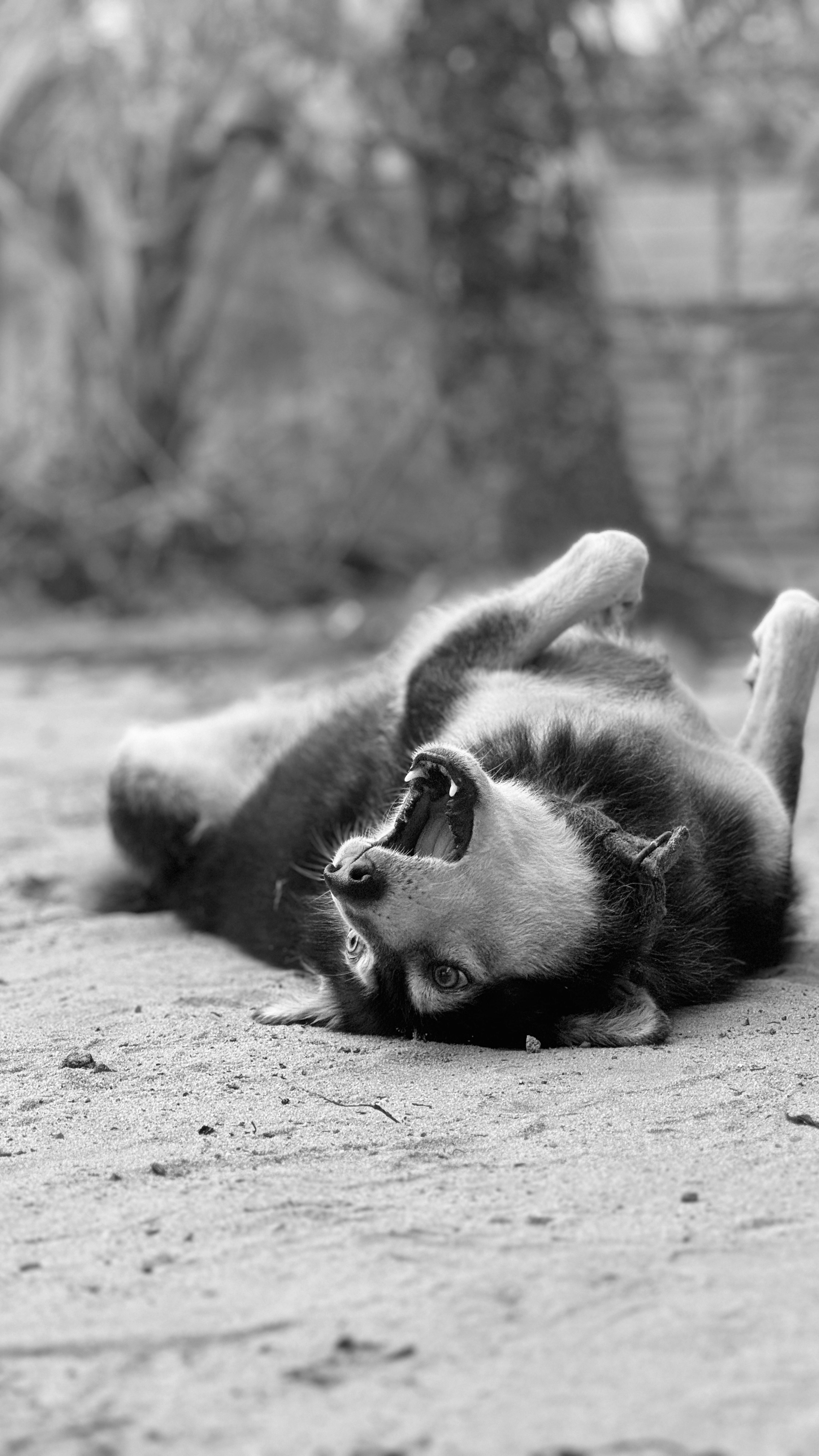 Una foto en blanco y negro de un perro acostado boca arriba
