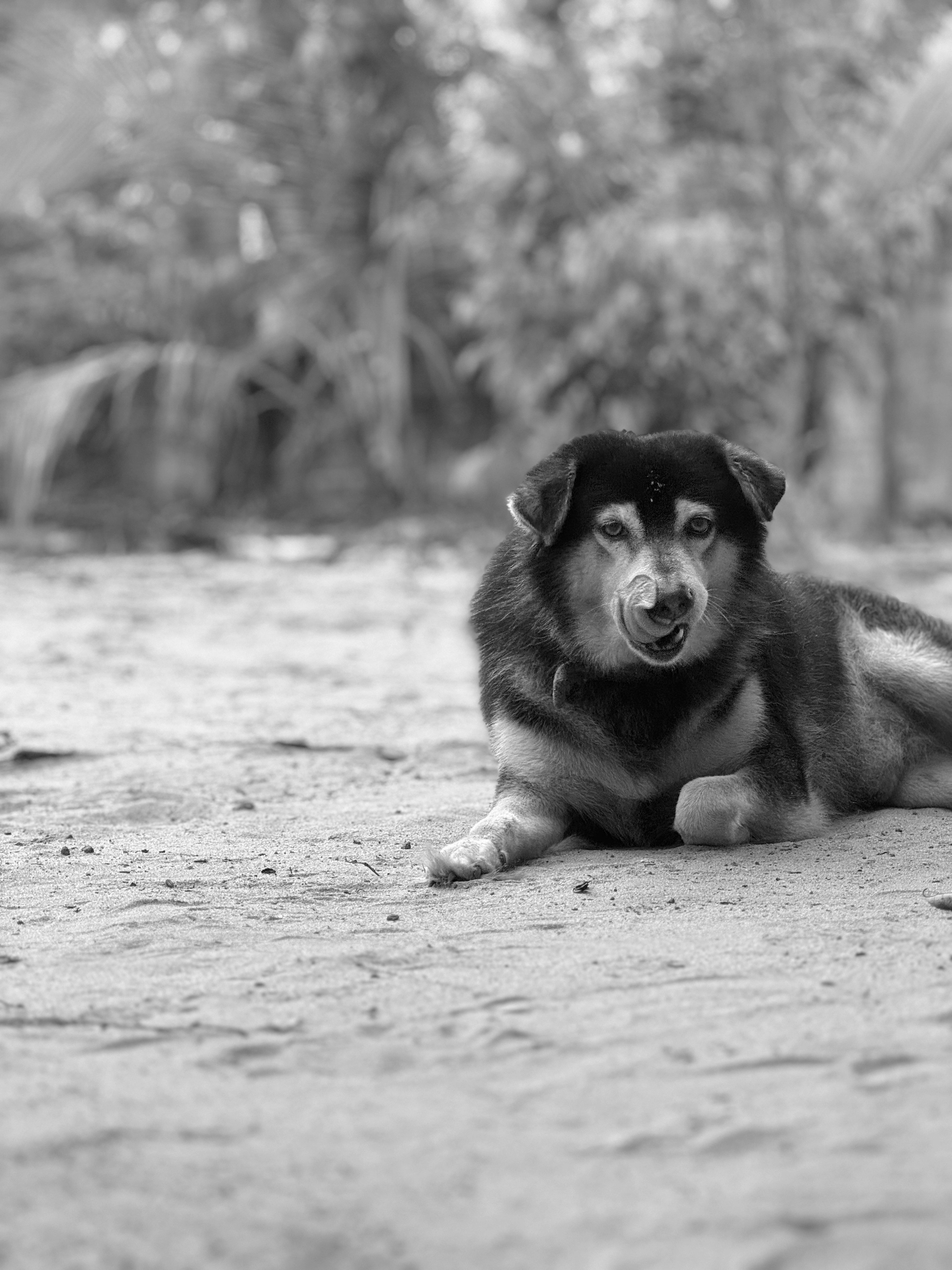 Una foto en blanco y negro de un perro tirado en el suelo