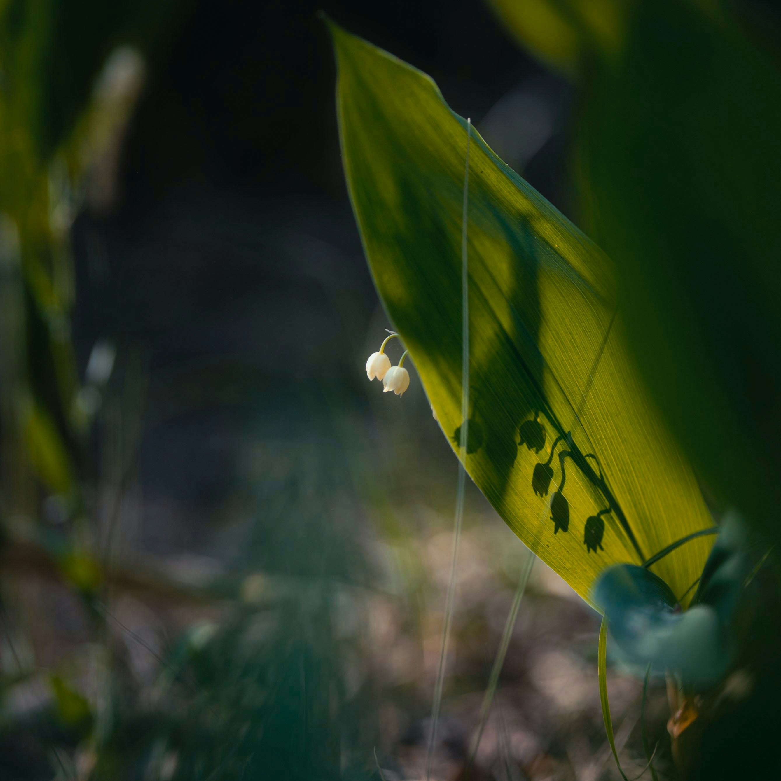 Photo by evil_bumblebee