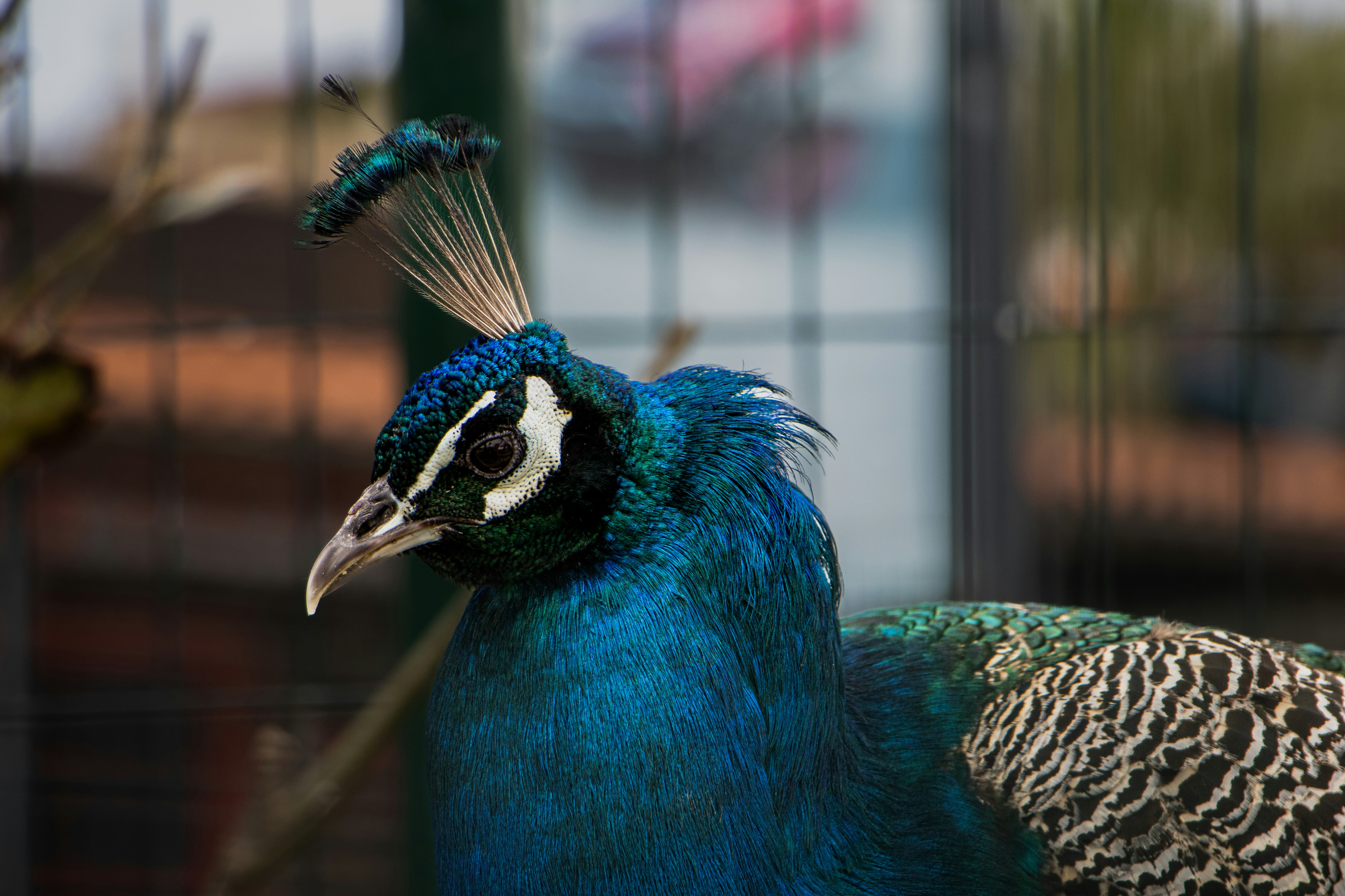 a peacock standing in front of a cage