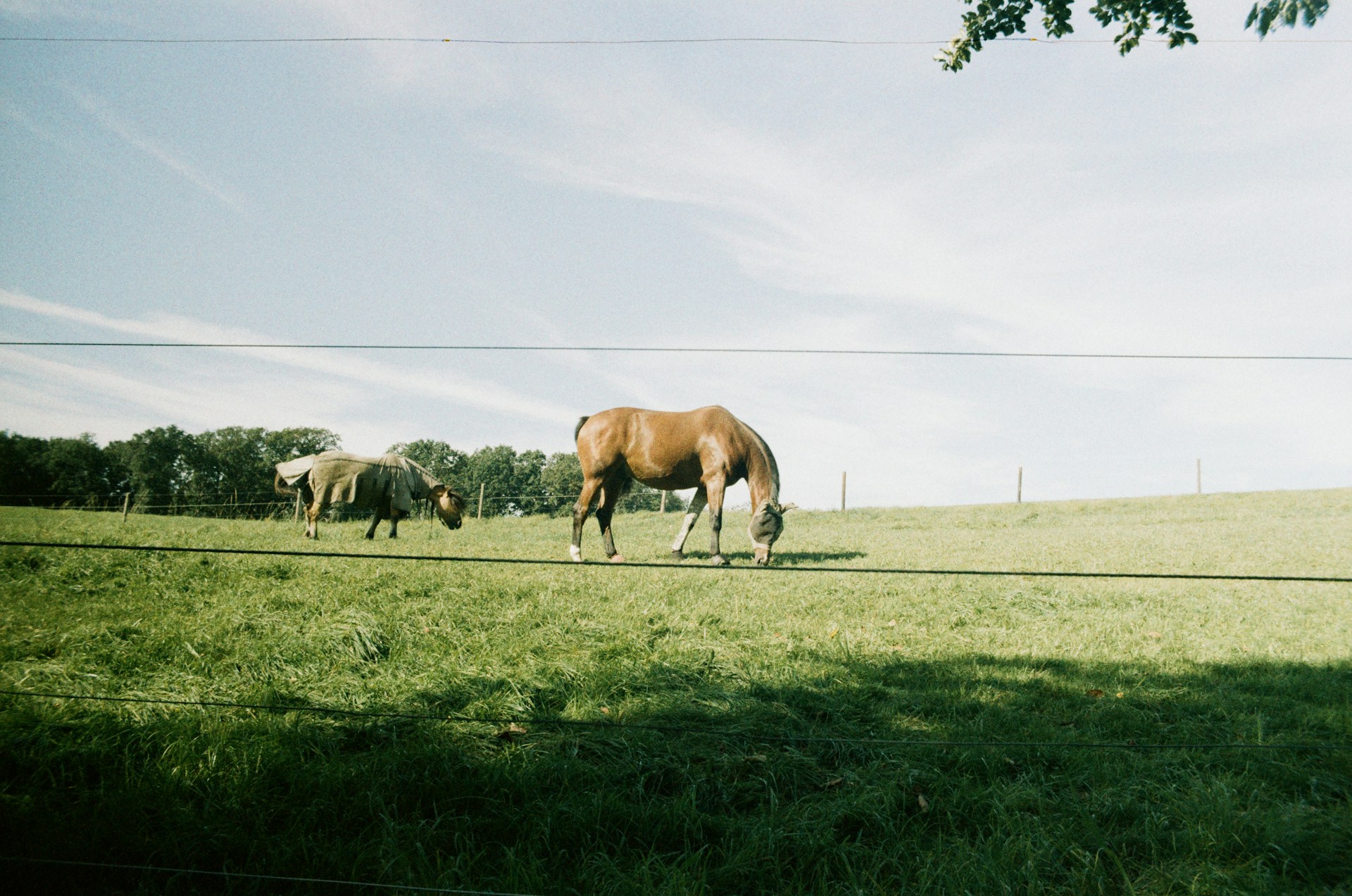 a couple of horses grazing on a lush green field