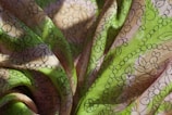a close up of a green and pink fabric