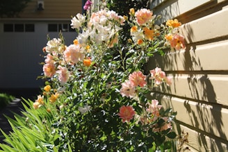 a bush of flowers under sunlight