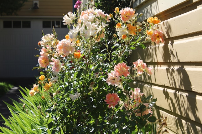 a bush of flowers under sunlight