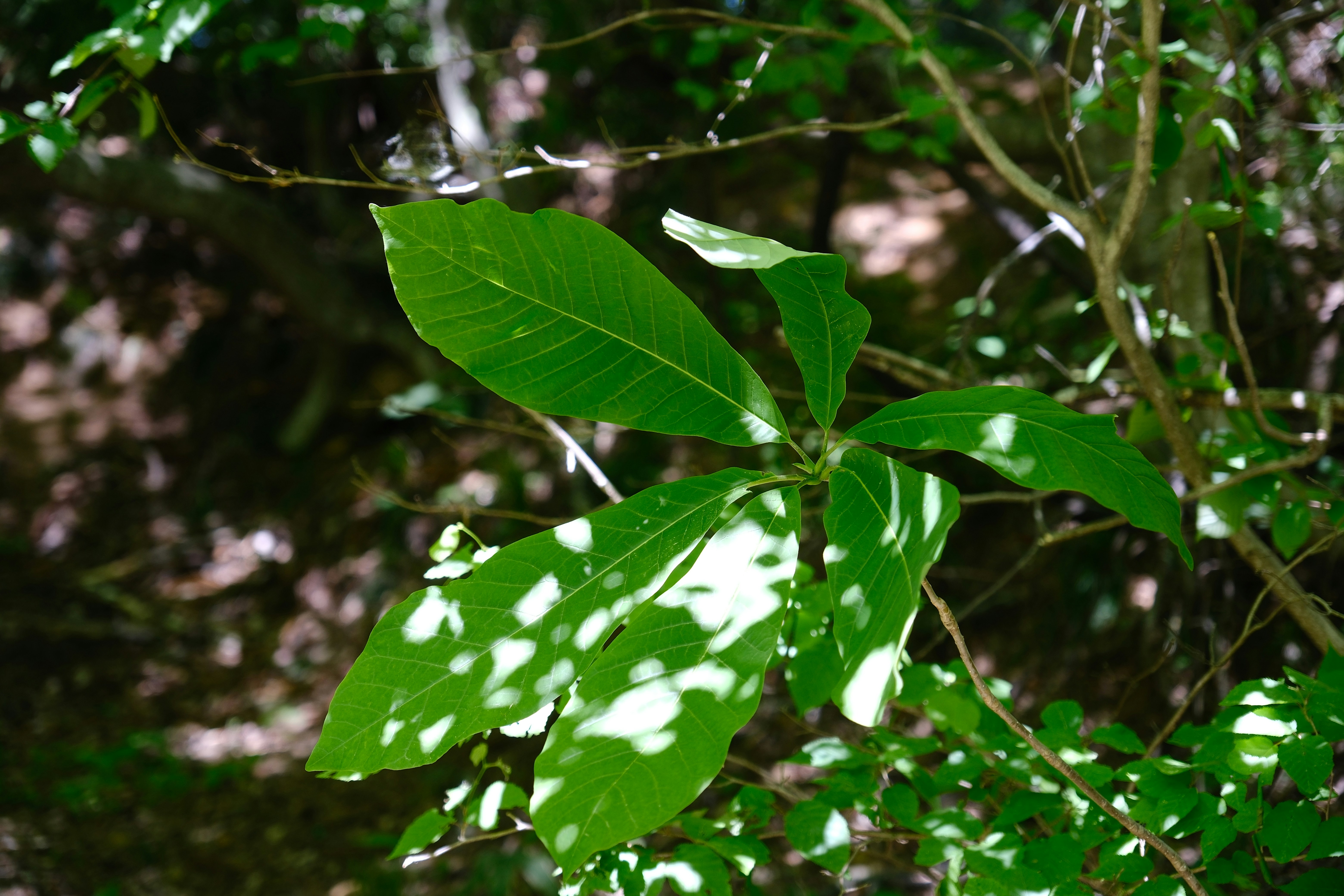 Photo by seiya_maeda