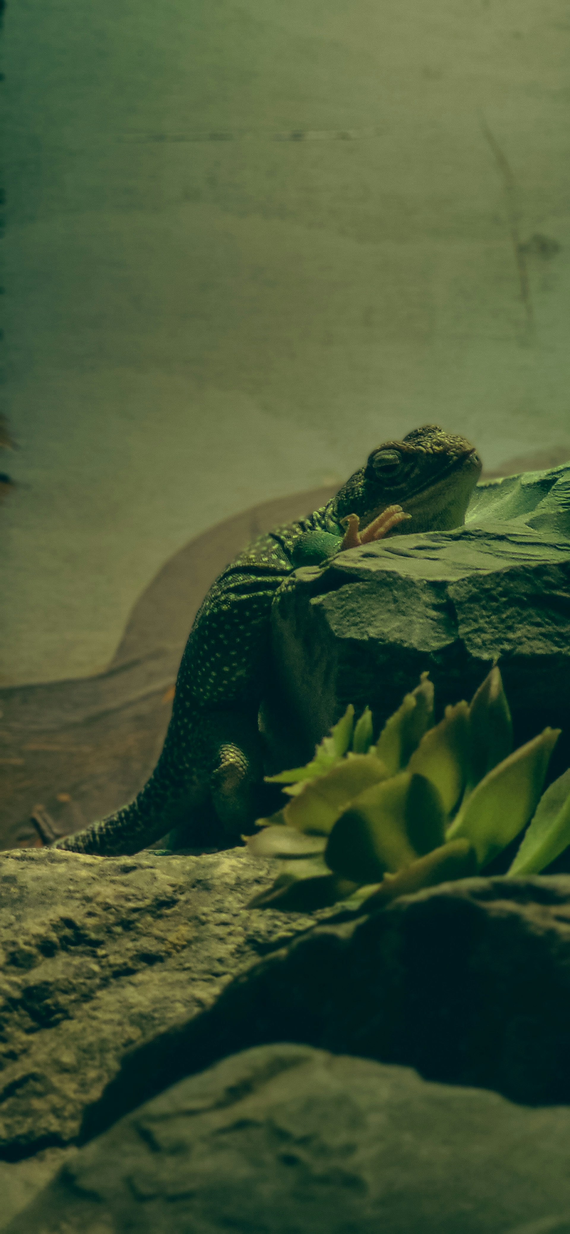 a large lizard laying on top of a rock next to a body of water