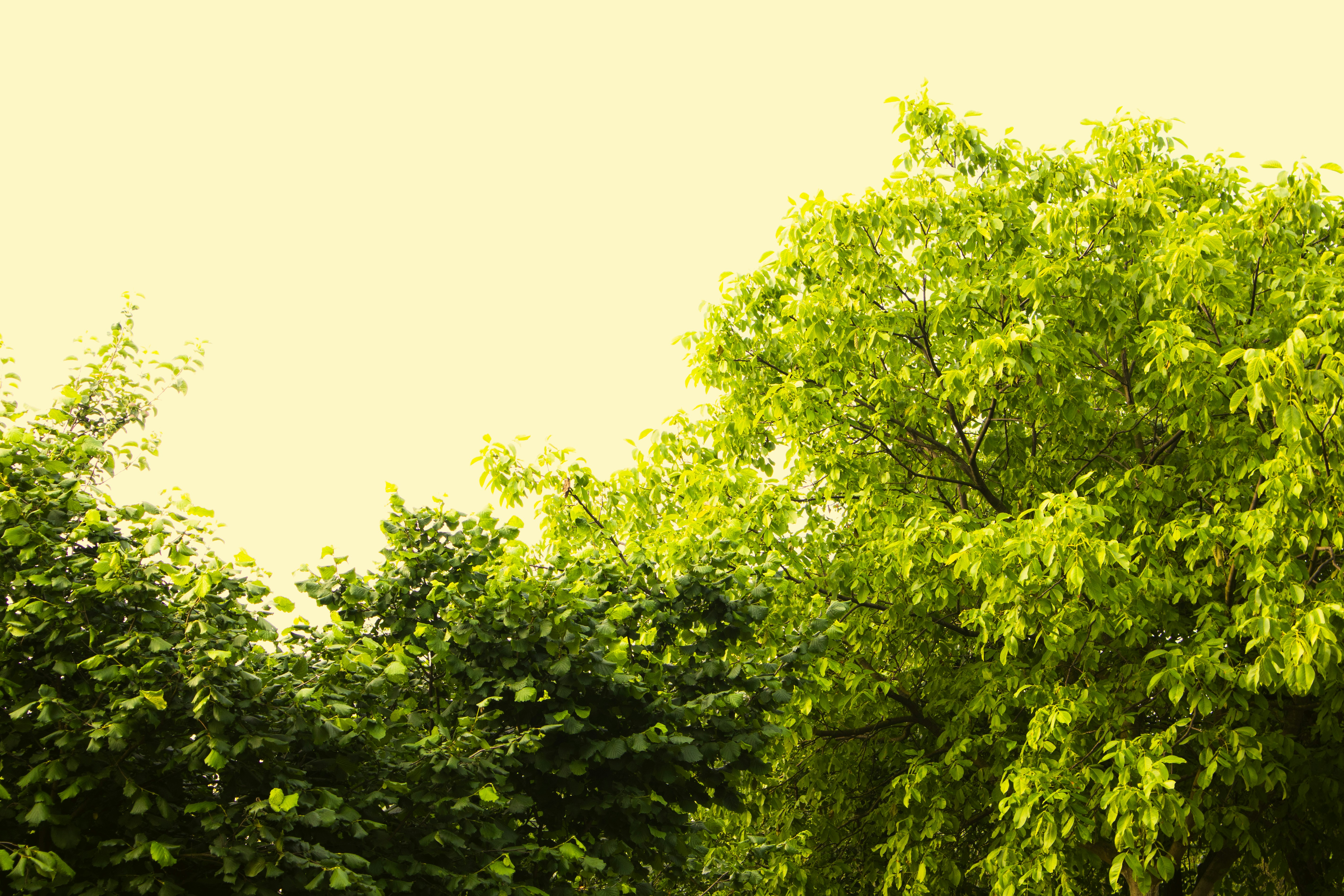 a row of green trees with a yellow sky in the background