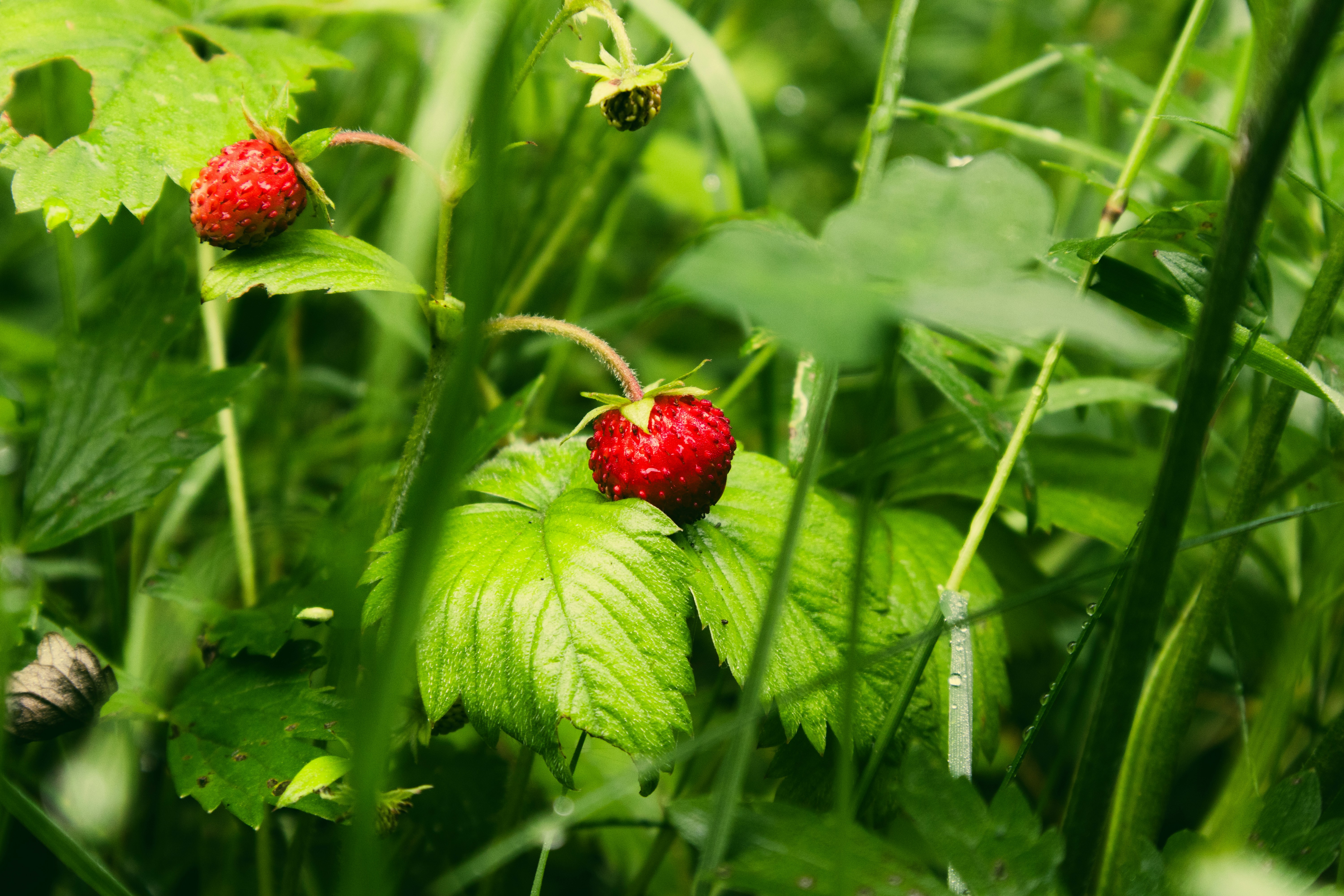 Картинка за лявата част на двойката за свързване