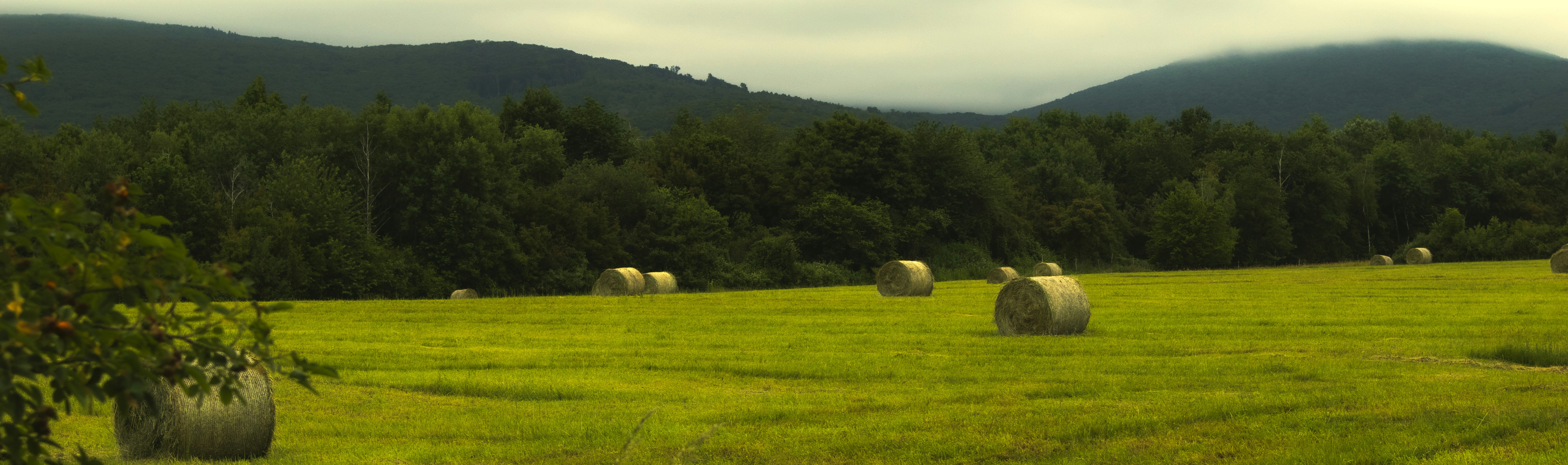 Photo by marko_lengyel