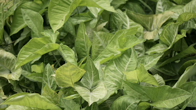 Syngonium Arrowhead Plant India — Pink Green Varieties Complete Guide