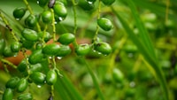 Saw Palmetto