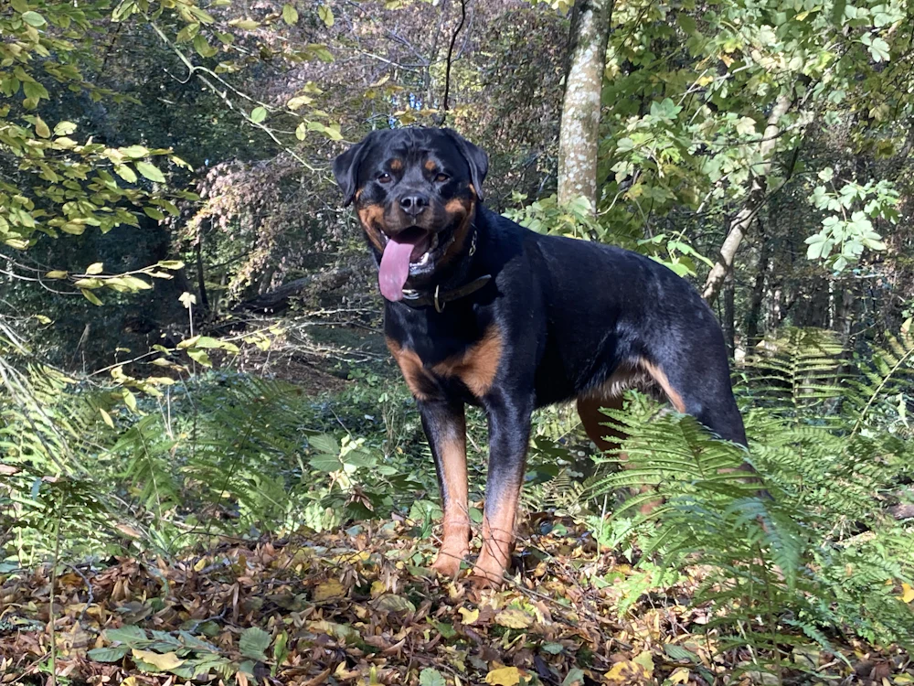 Rottweiler, photo 5