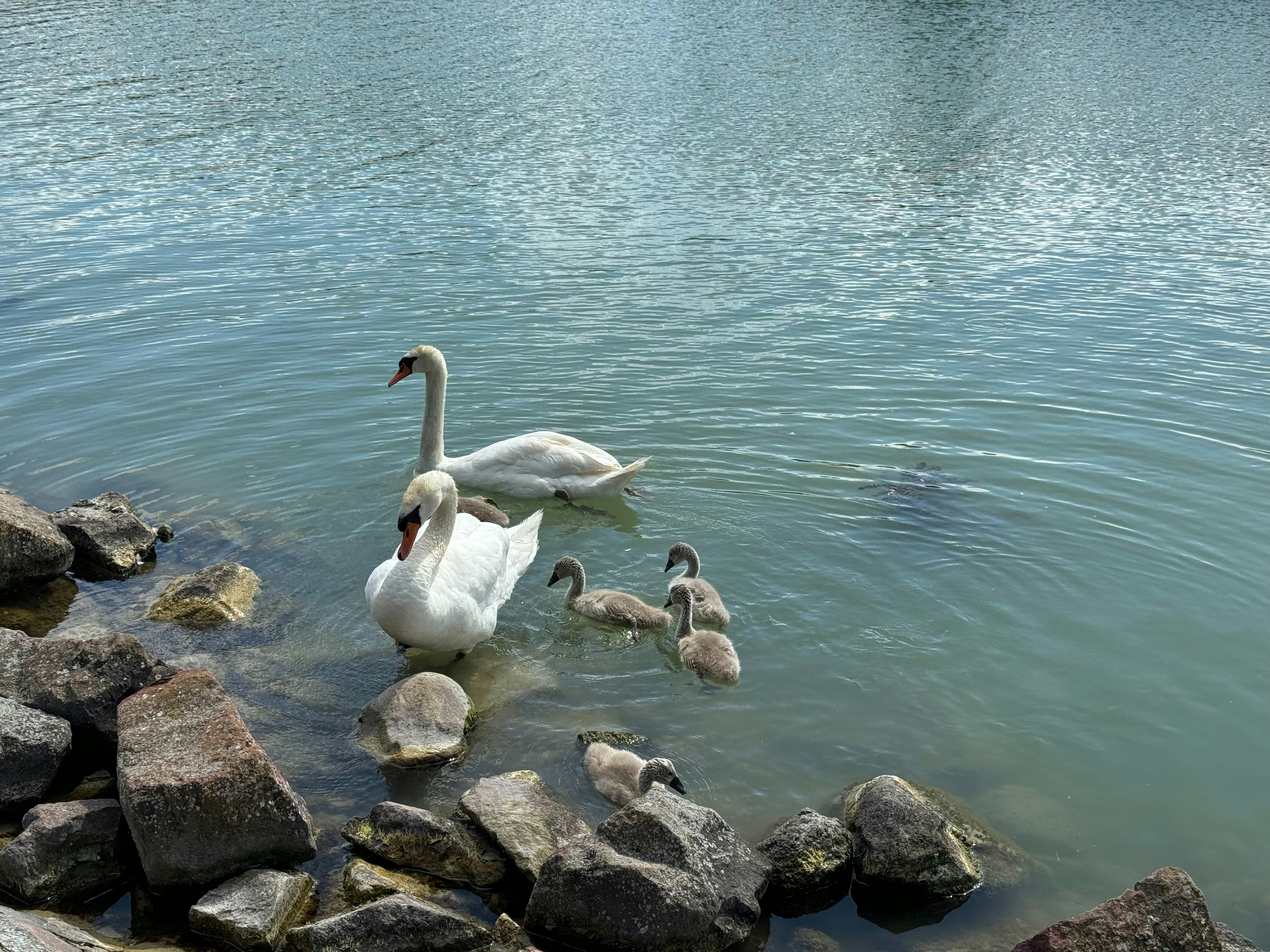 a family of swans swimming in a lake