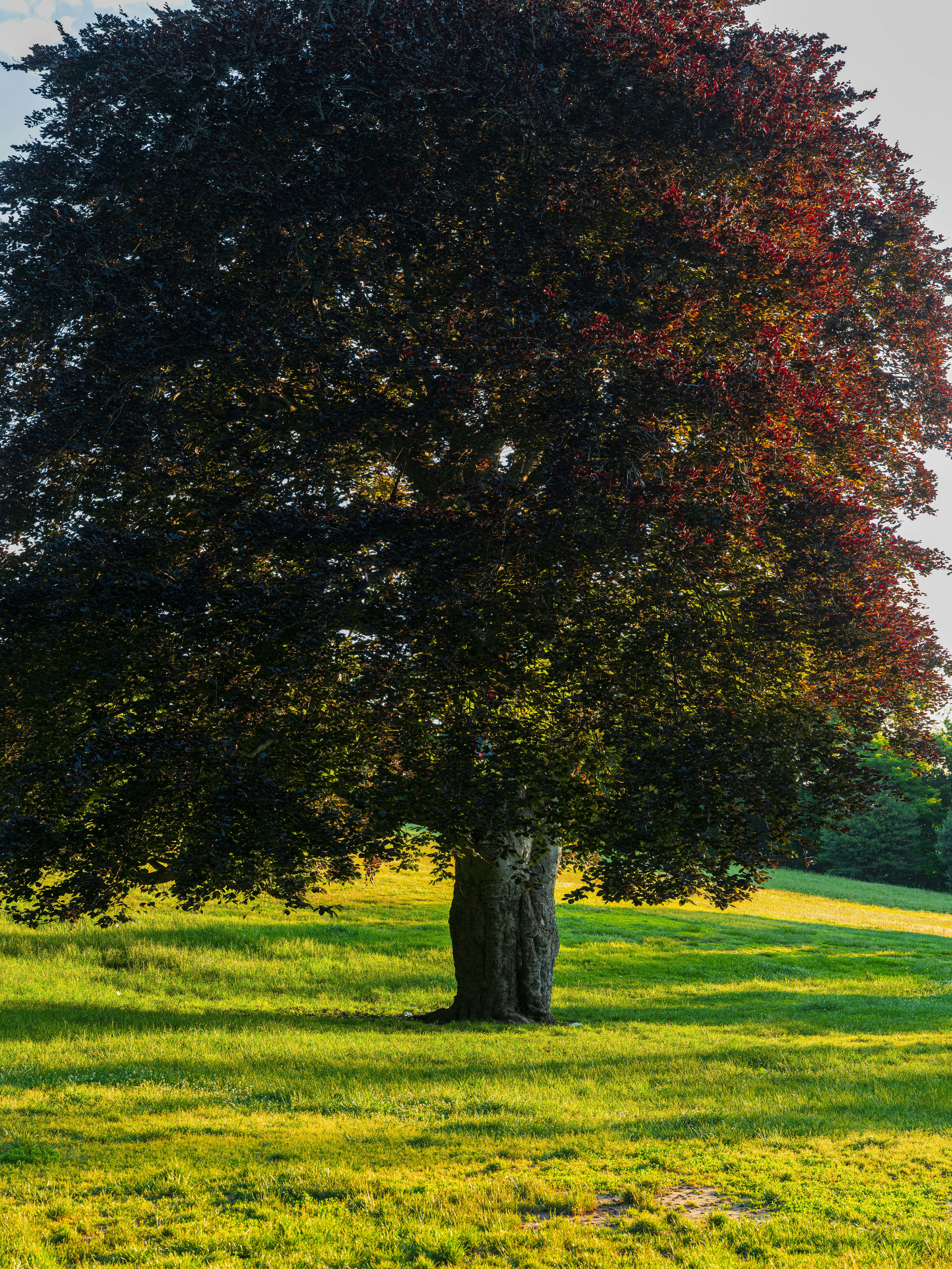 A large tree in the middle of a grassy field photo – Free Sunrise Image ...