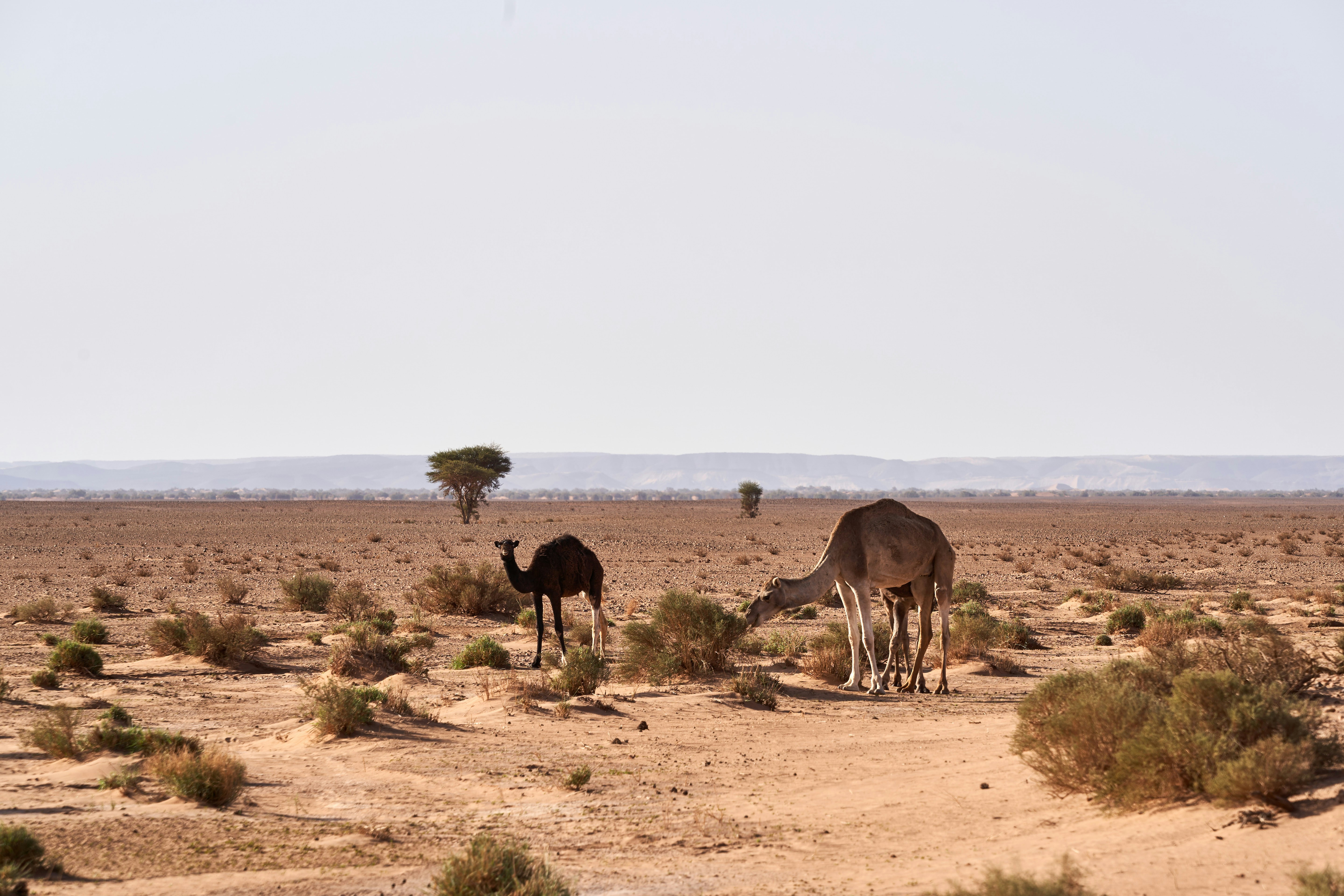 Photo by wolfgang_hasselmann