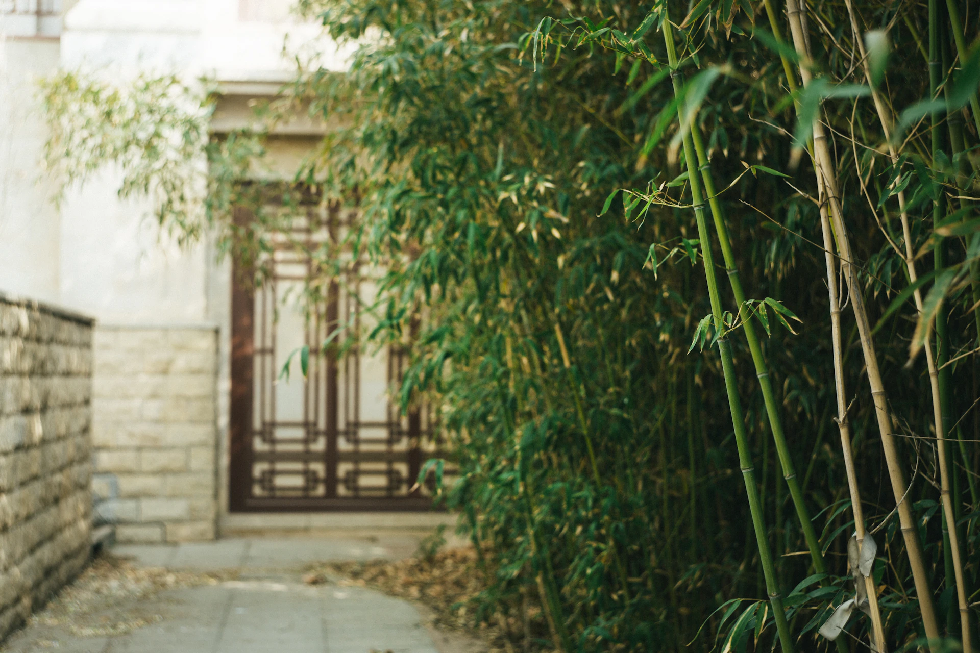 a narrow alley way with a gate and bamboo trees