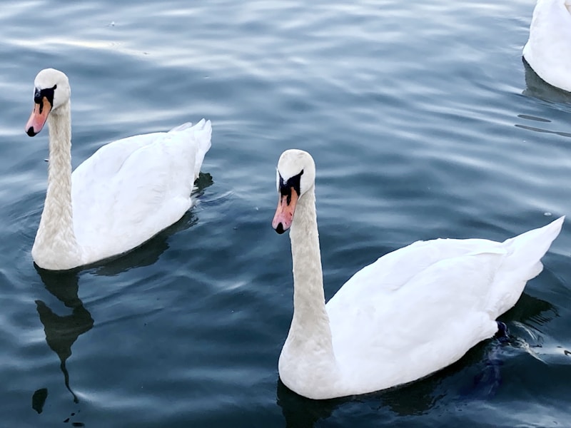 Graceful swans symbolizing timeless romance