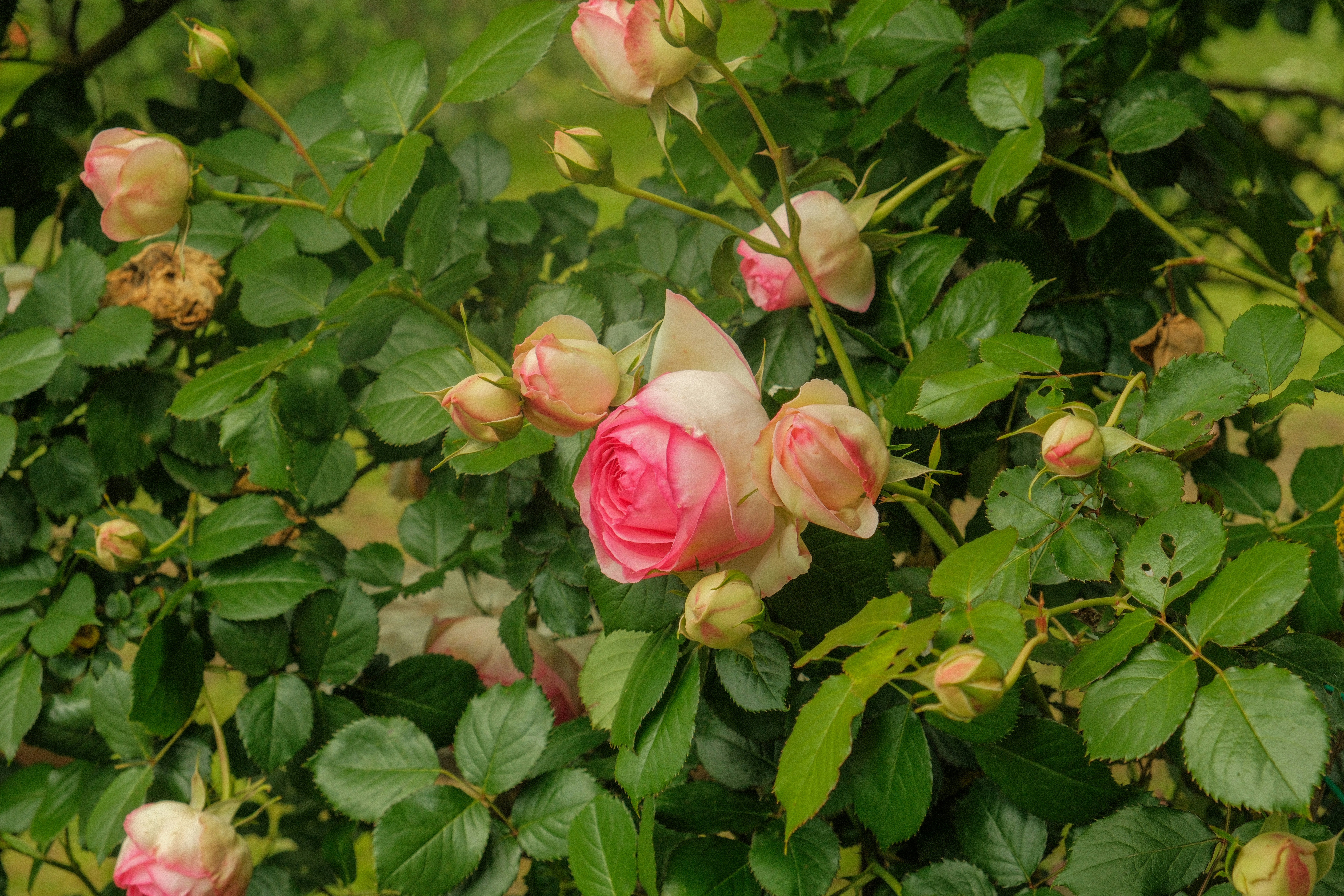 Photo by alexispresa