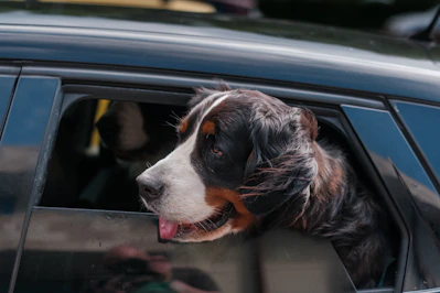a dog sticking its head out of a car window