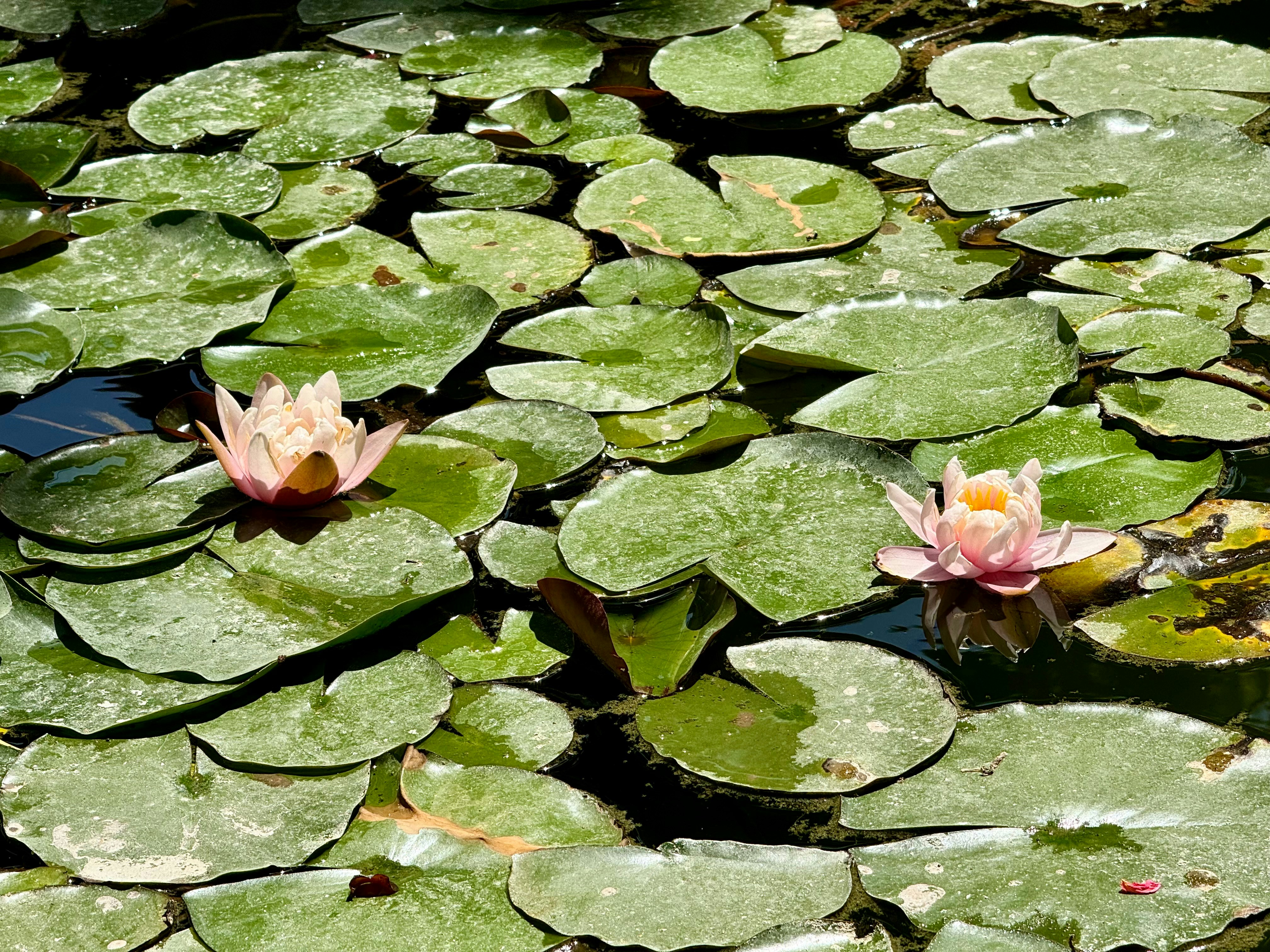 Photo by nghelichkhan