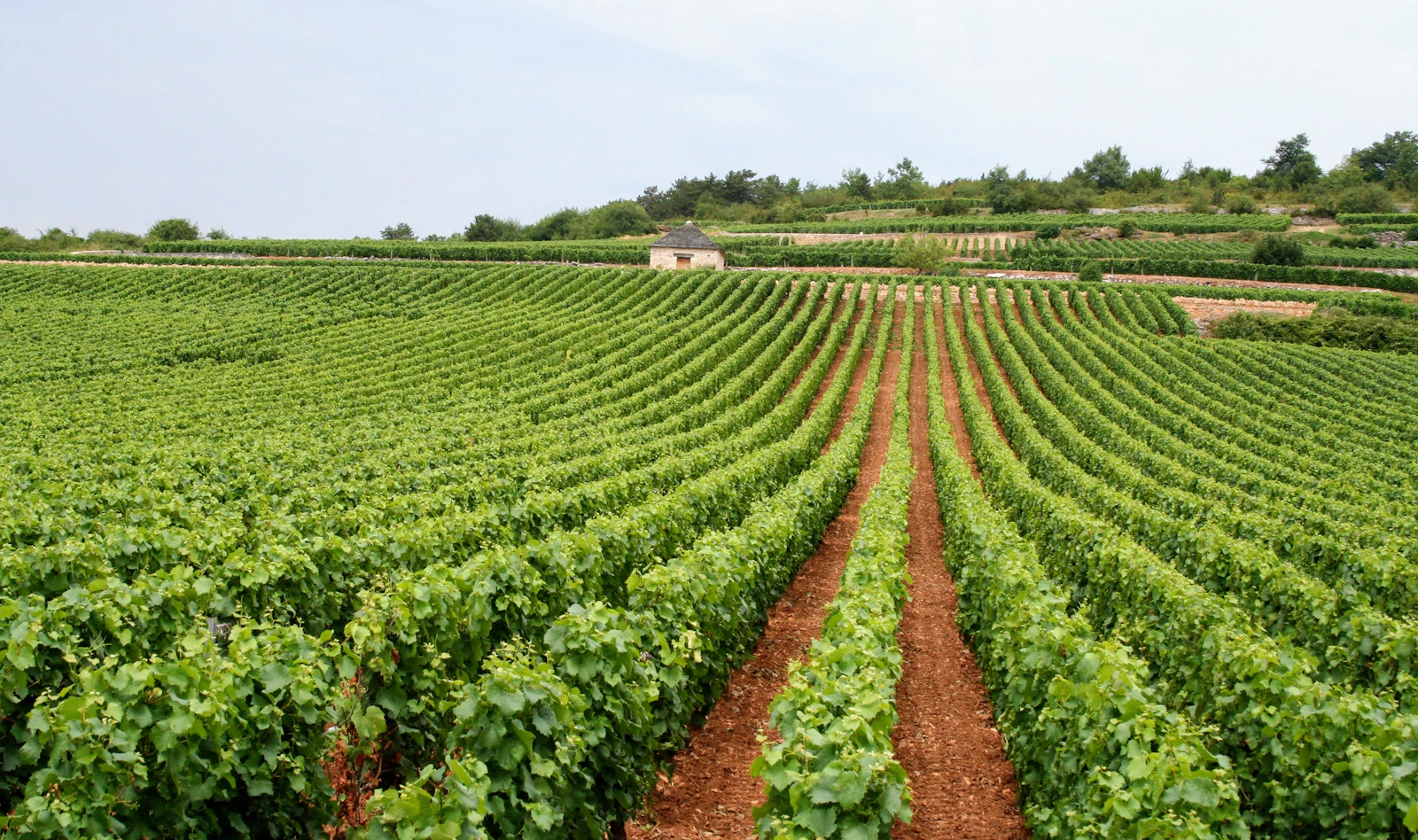 Vignoble — Provence
