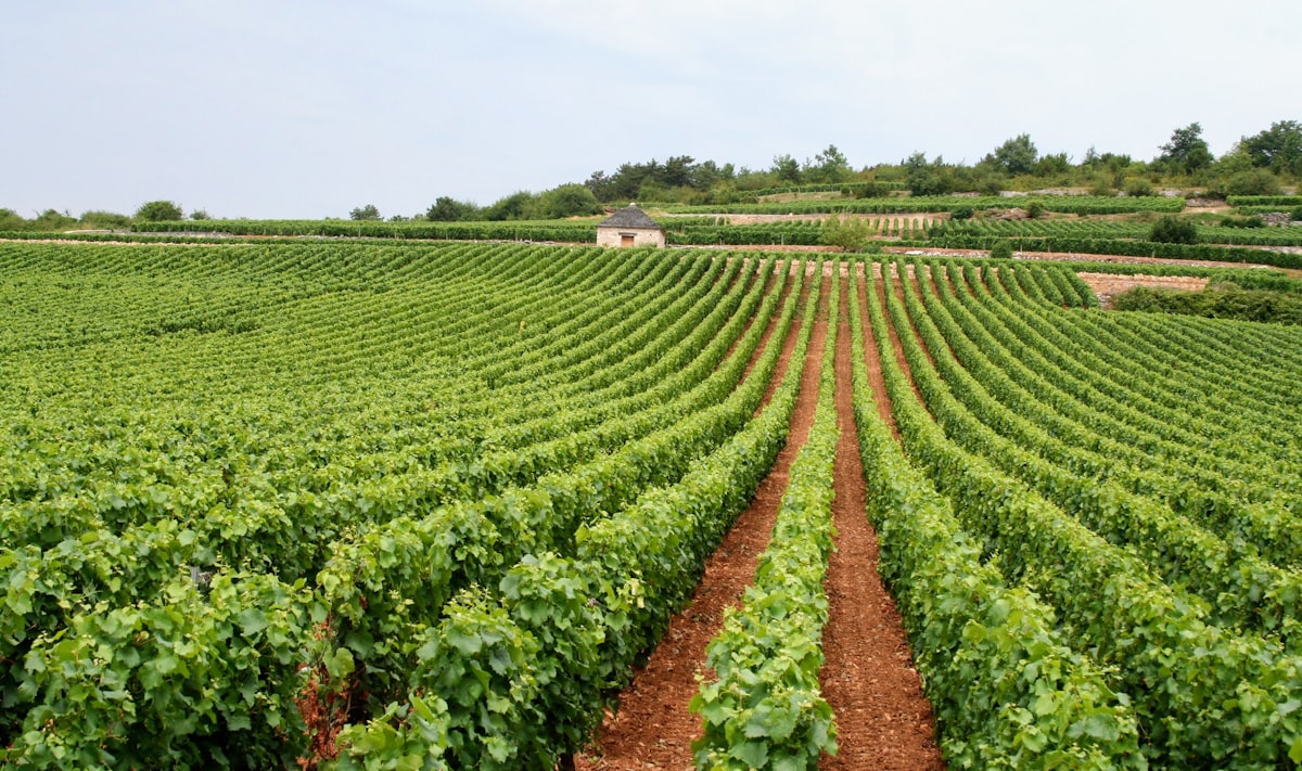 Médoc first-growth château with vineyards in foreground