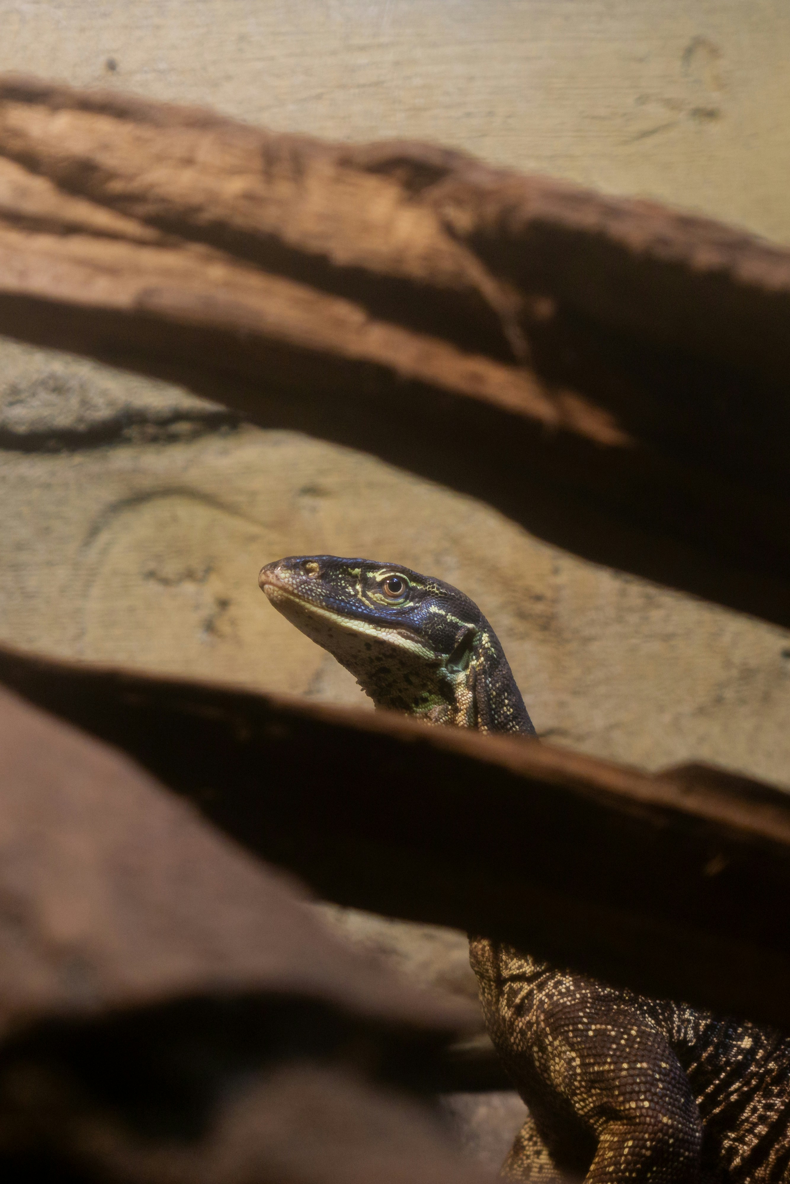 Photo by robertschwarz