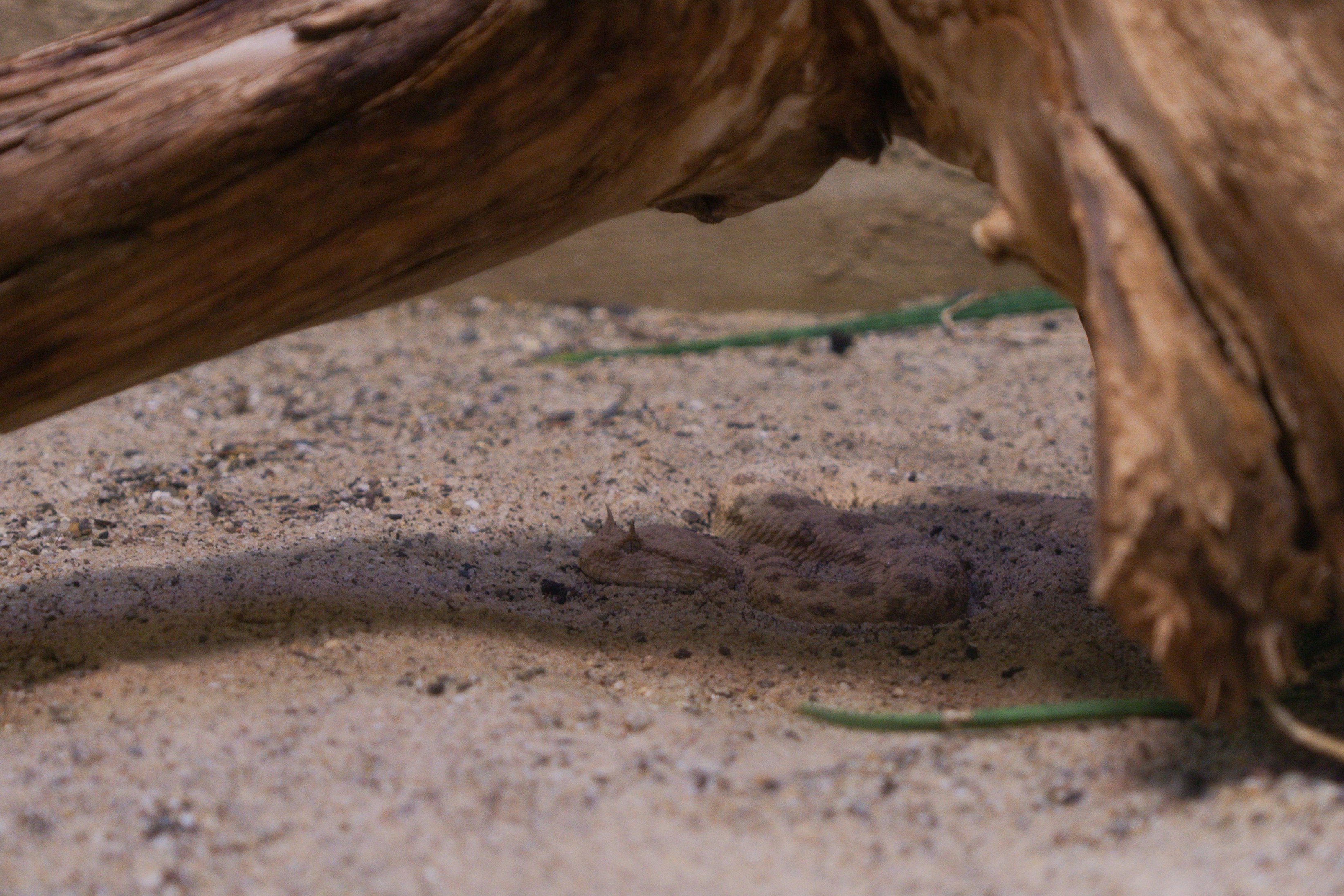 Photo by robertschwarz