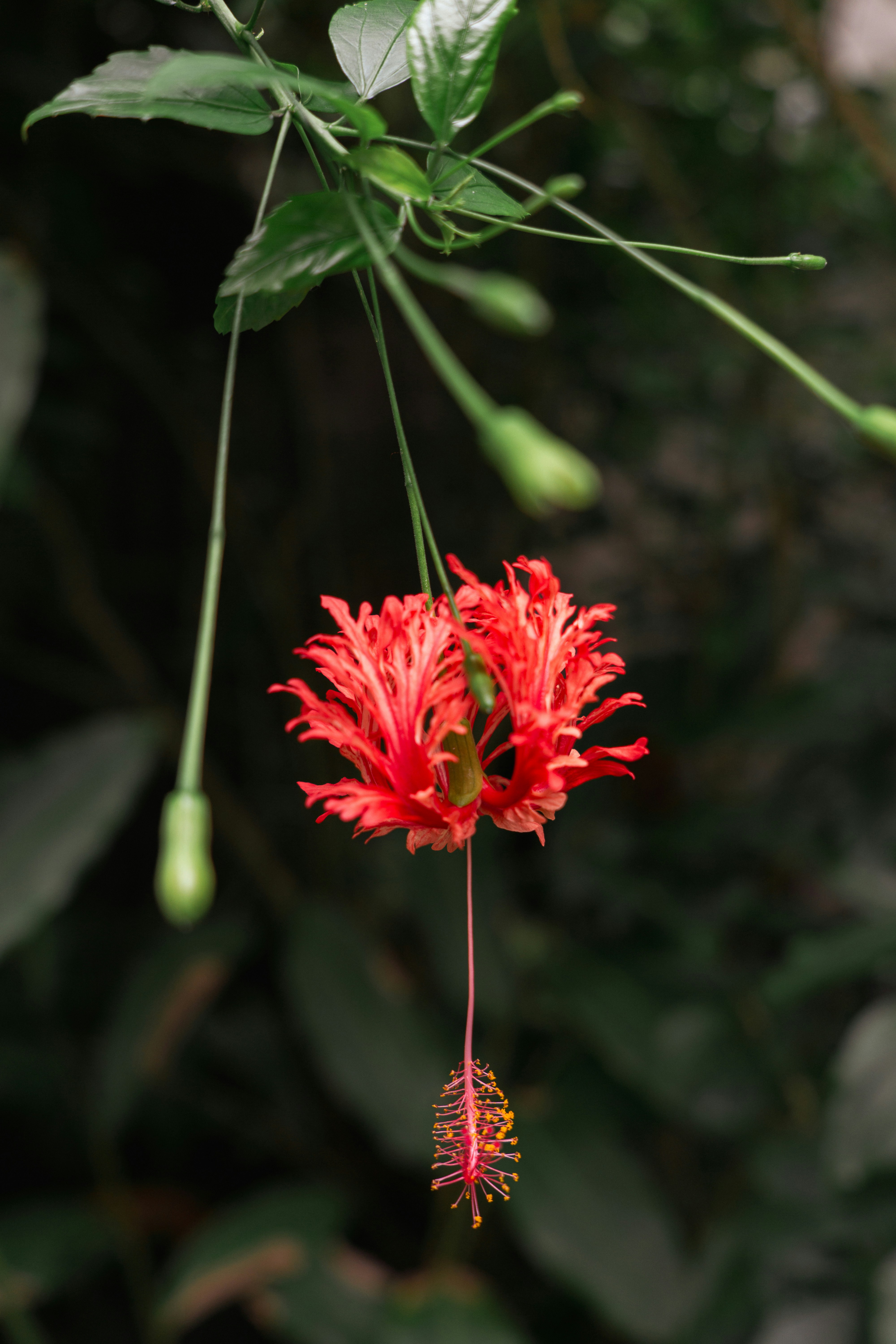 Photo by robertschwarz