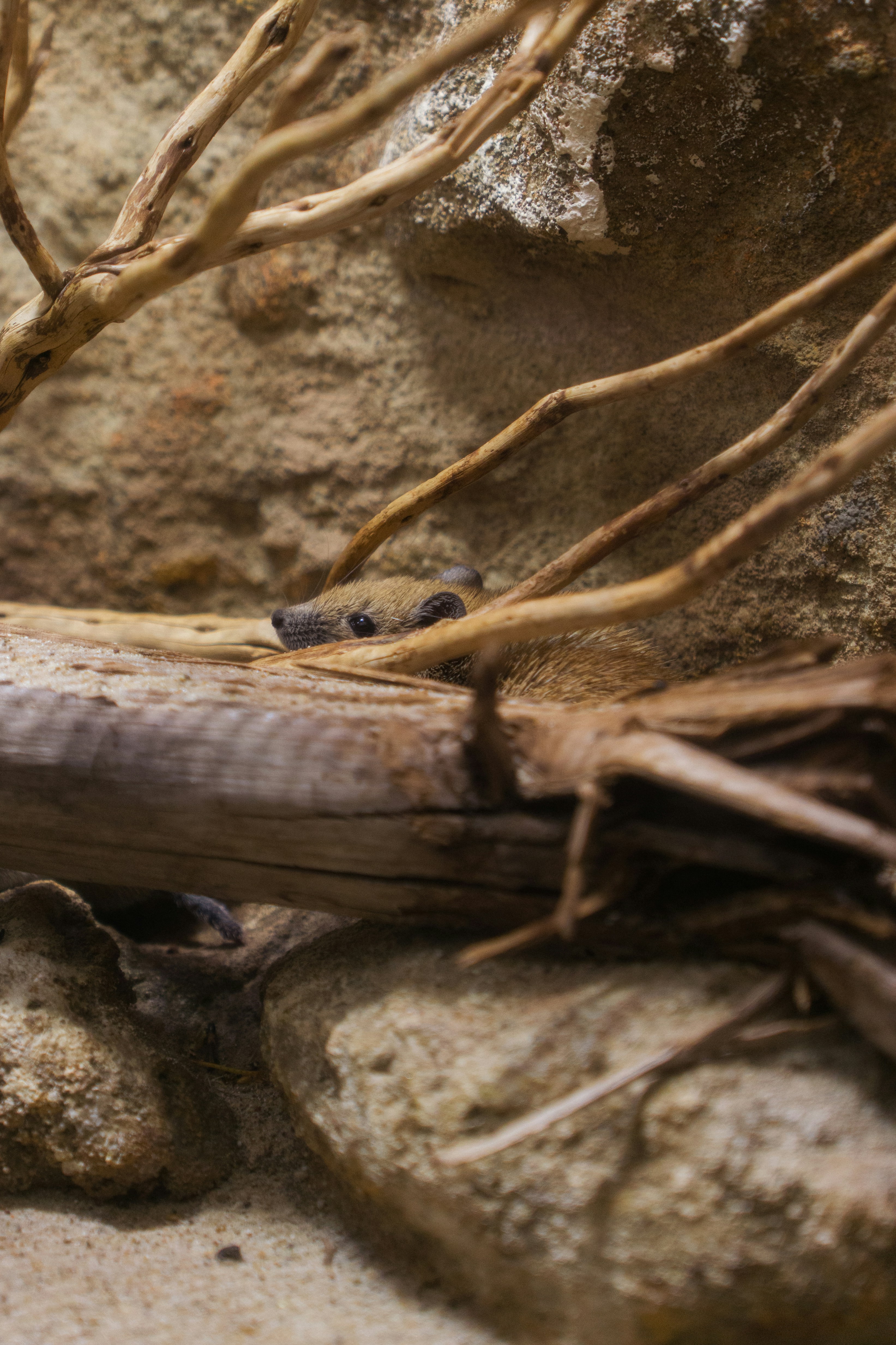 Photo by robertschwarz