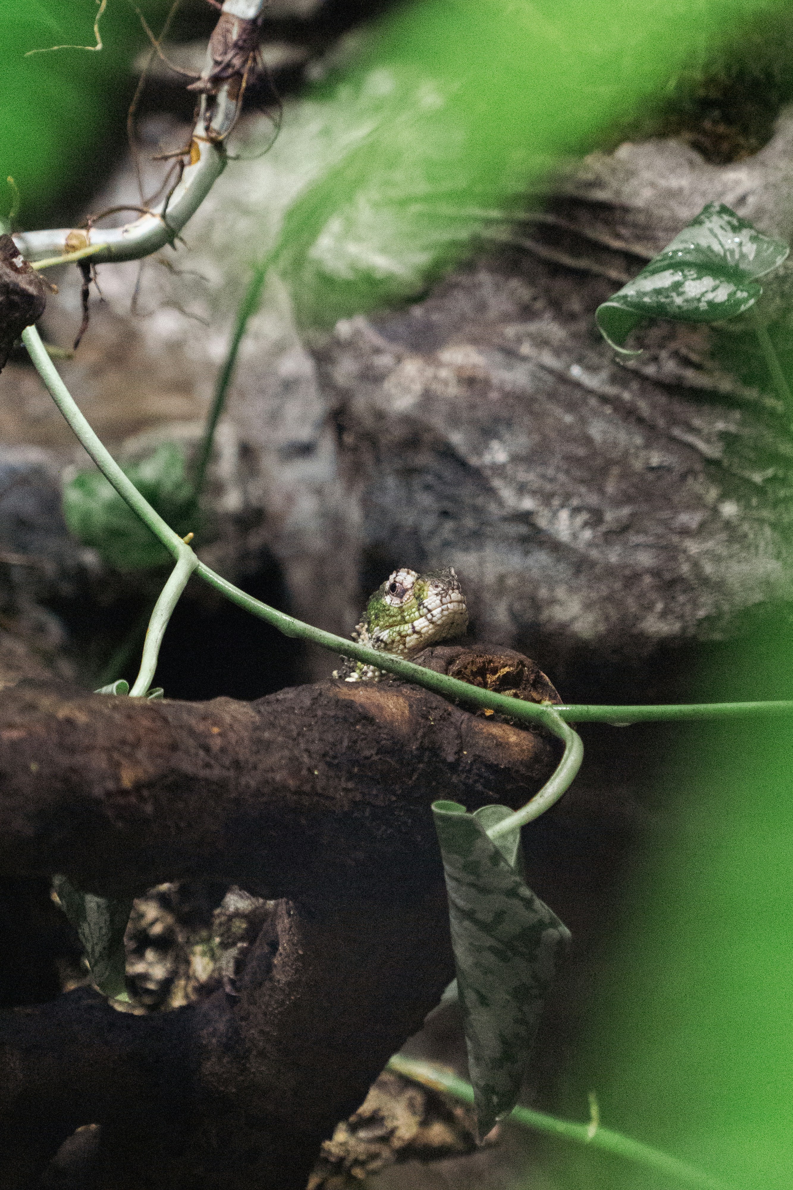 Photo by robertschwarz