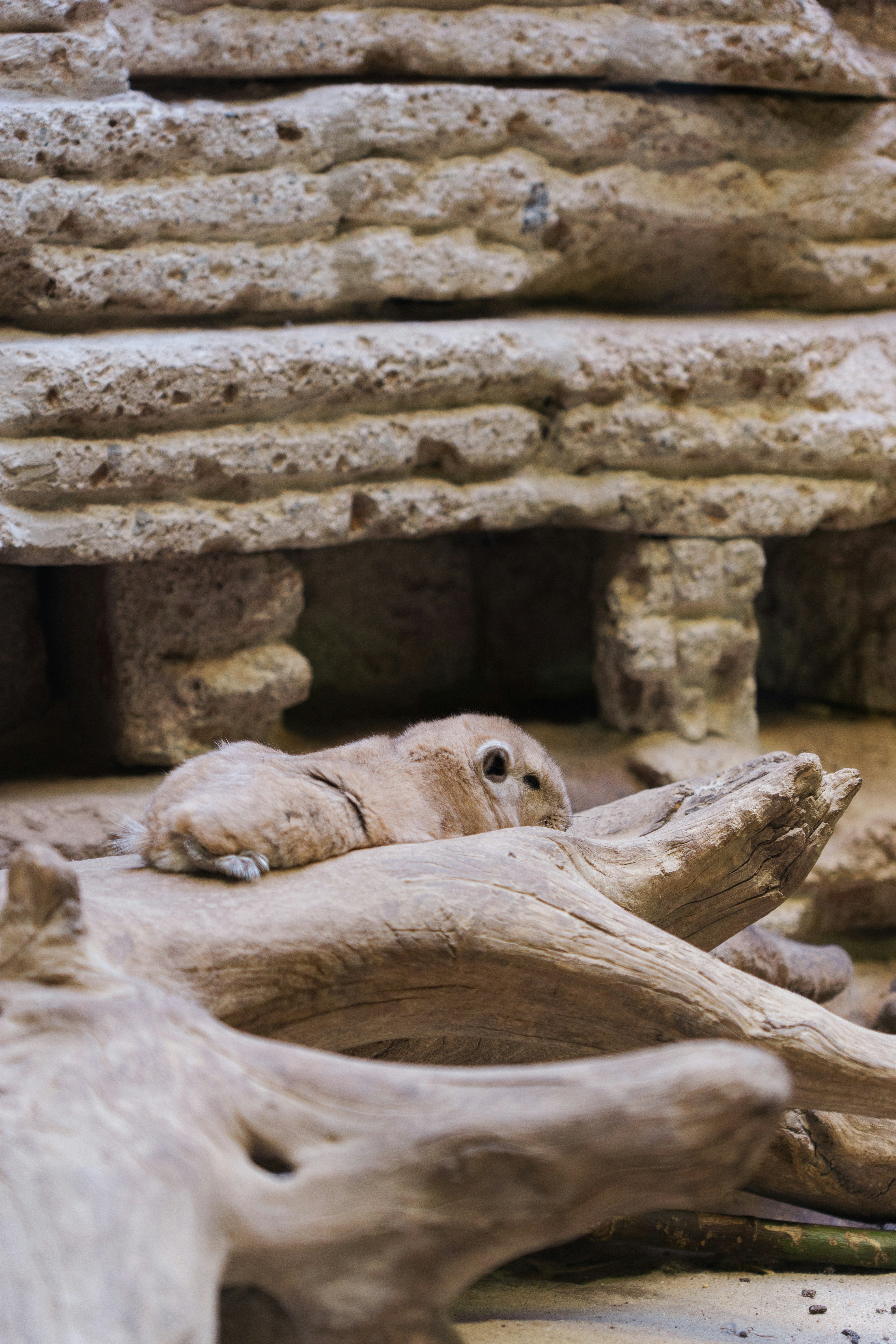 a close up of a bird on a tree branch