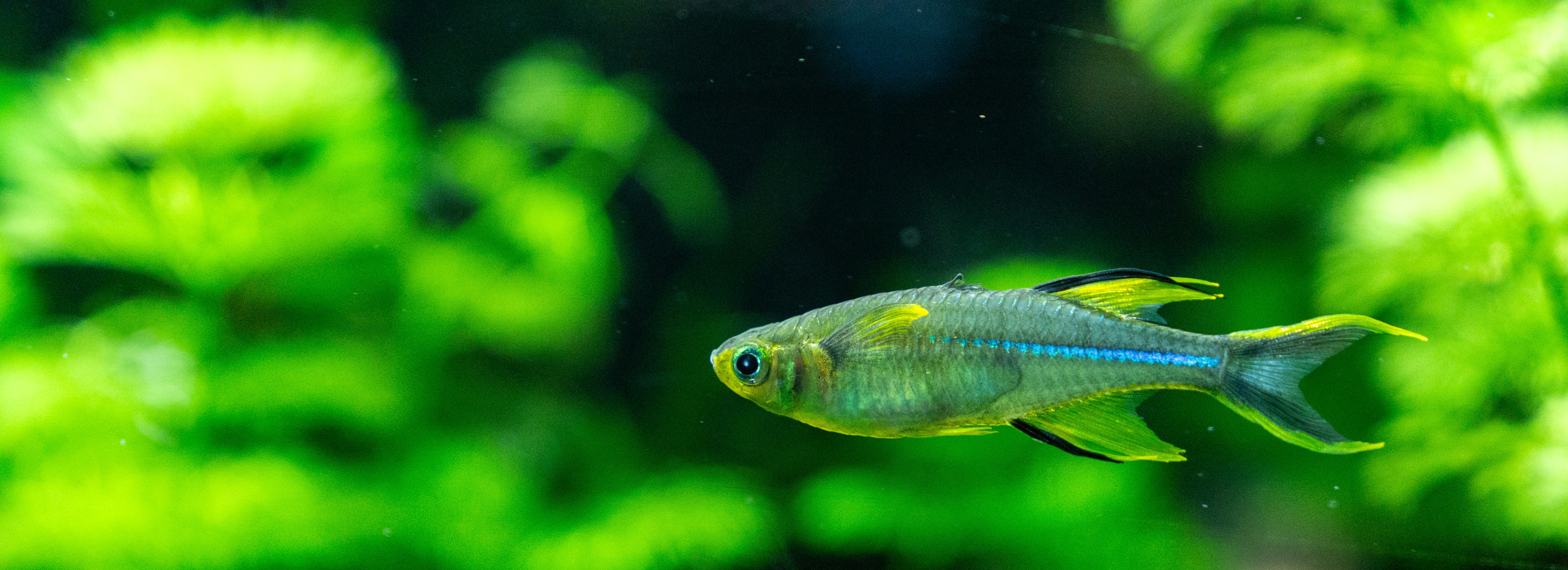 Photo by robertschwarz