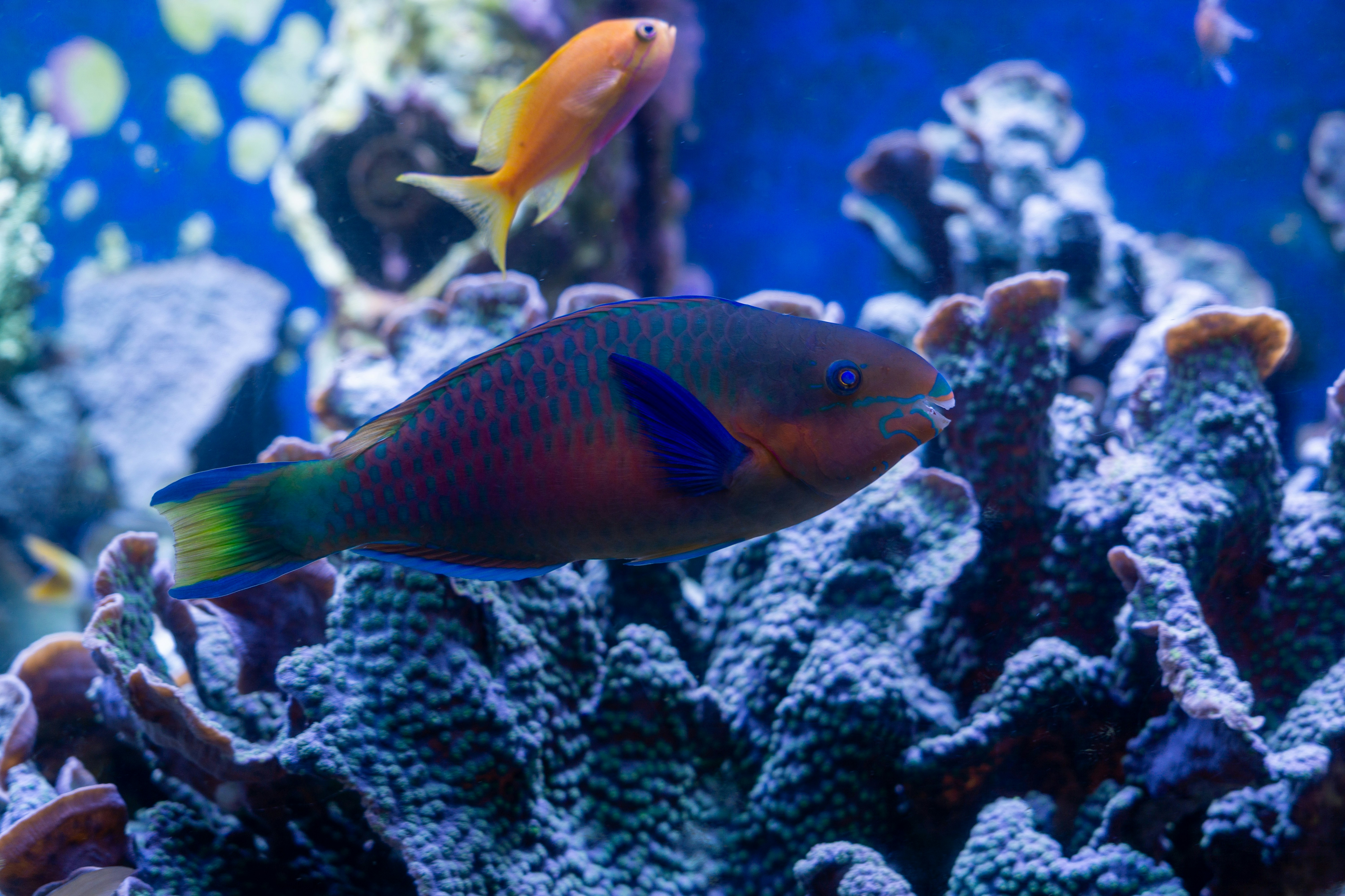 Photo by robertschwarz