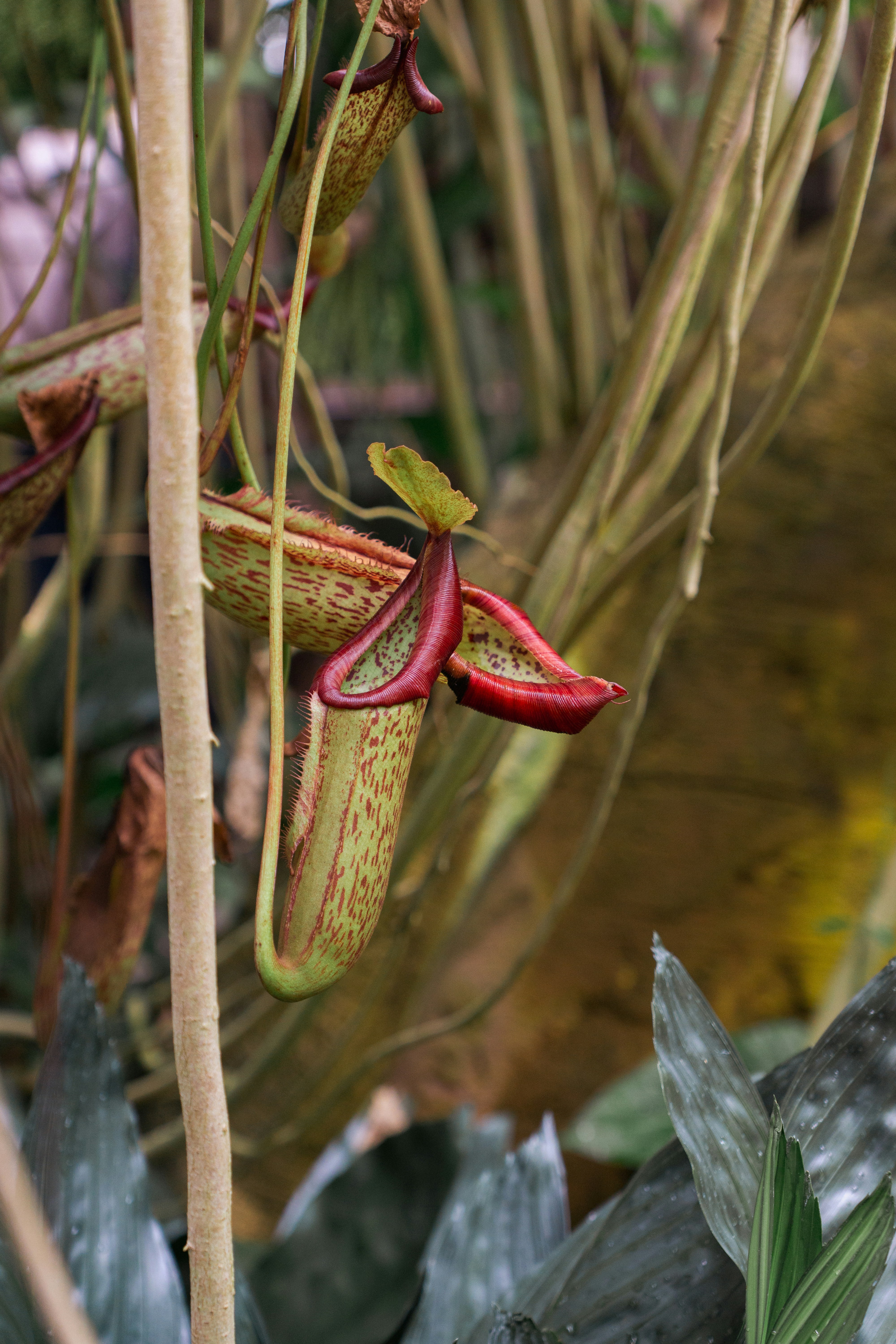 Photo by robertschwarz