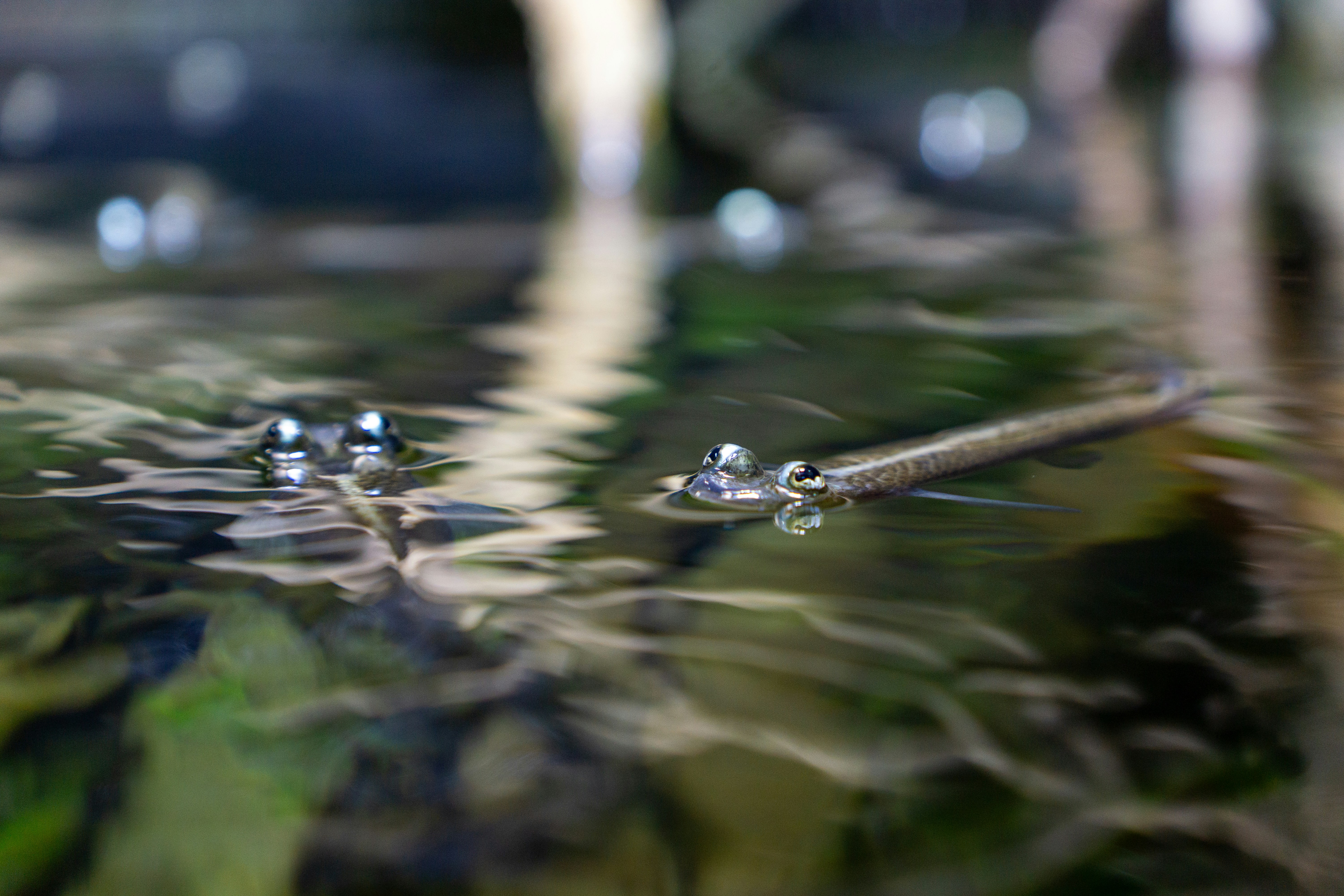 Photo by robertschwarz