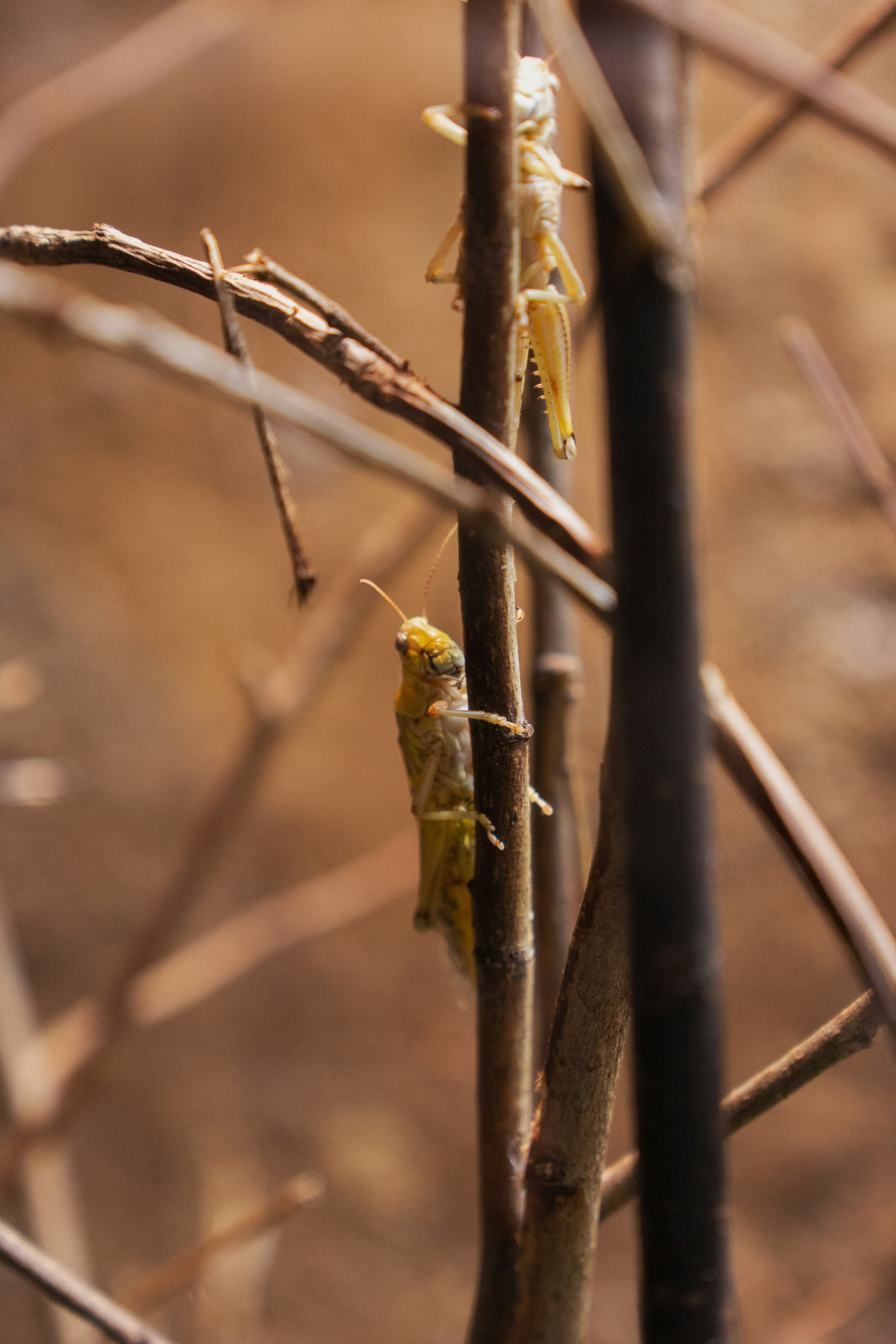 Photo by robertschwarz