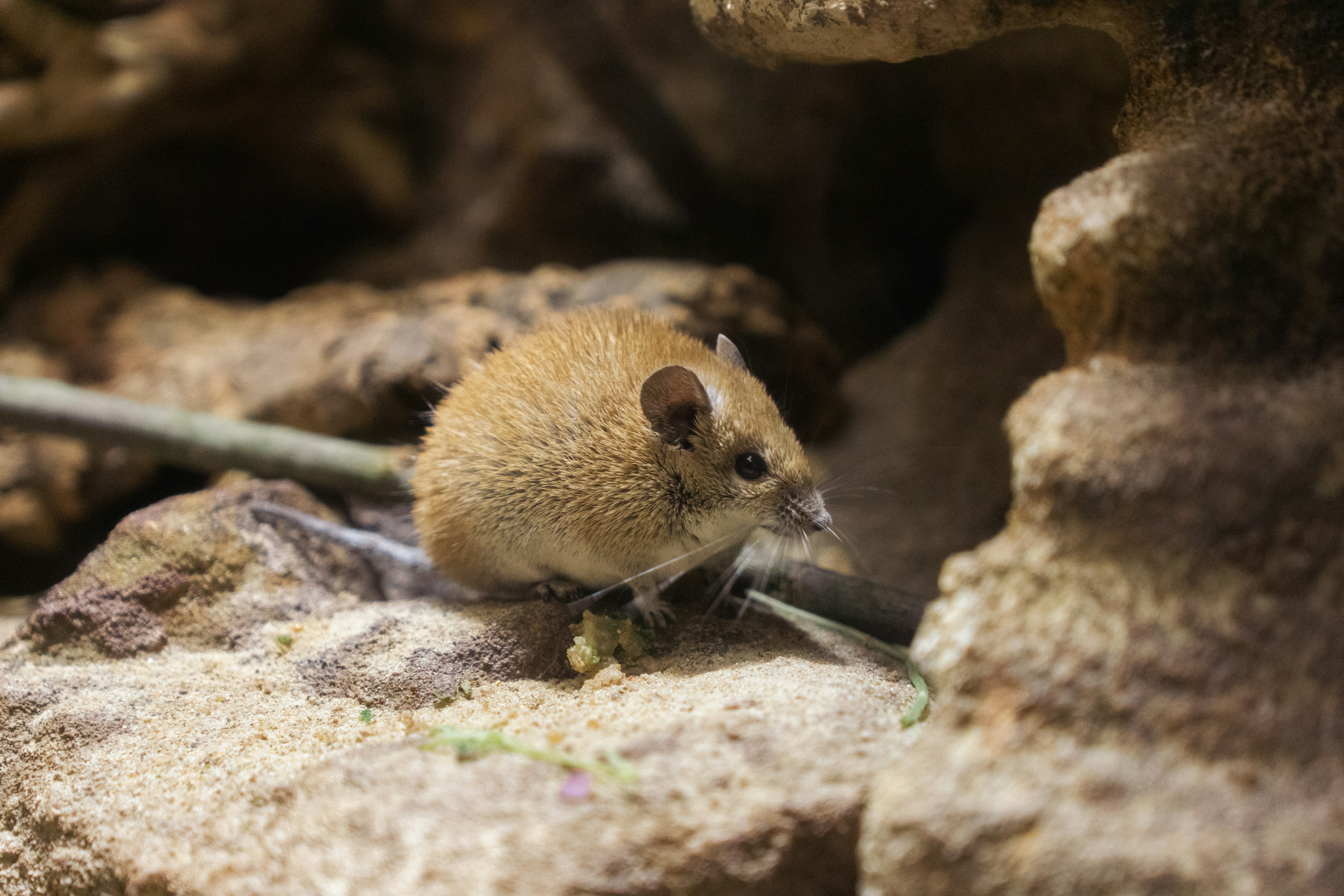 field mouse laboratory