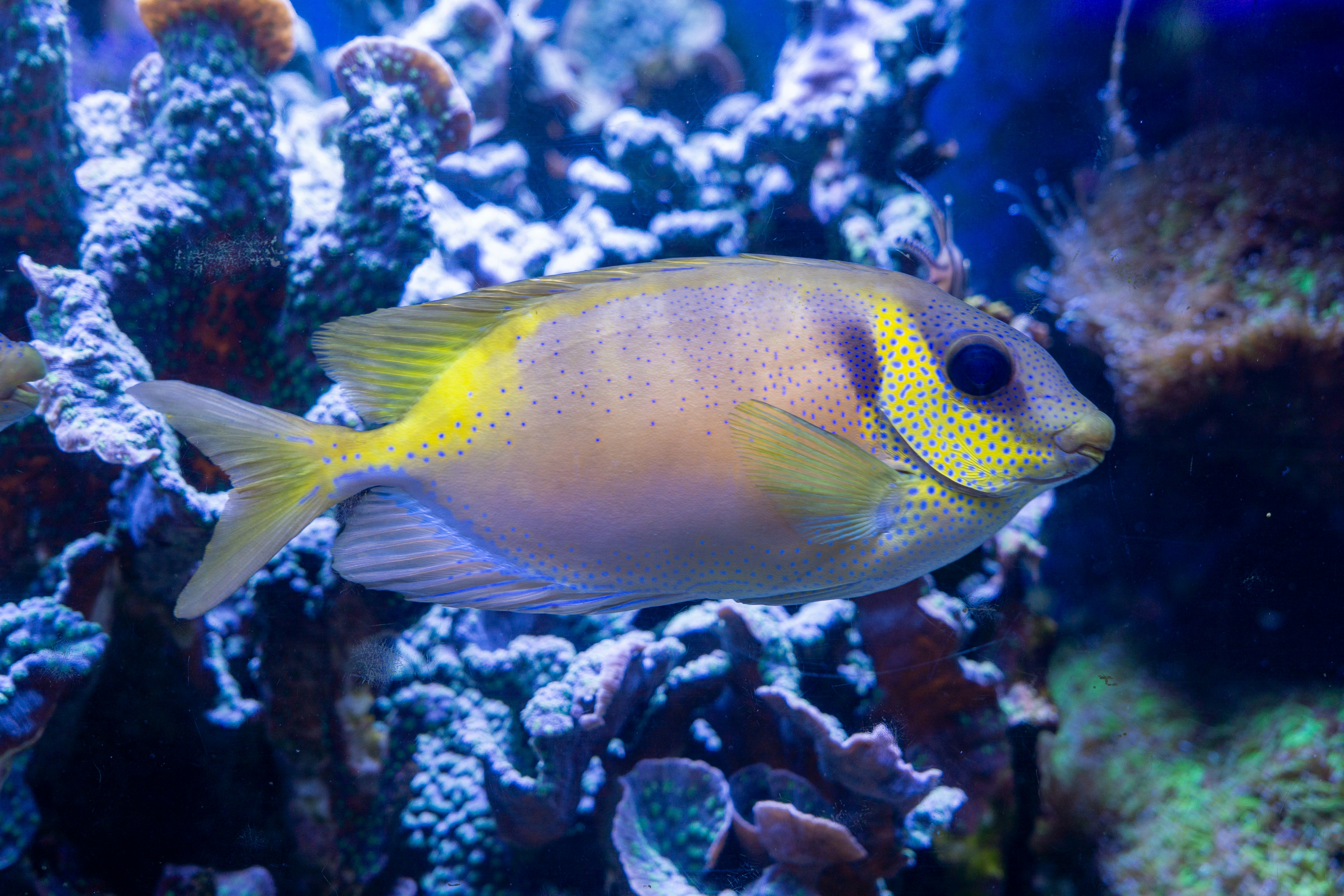 Photo by robertschwarz