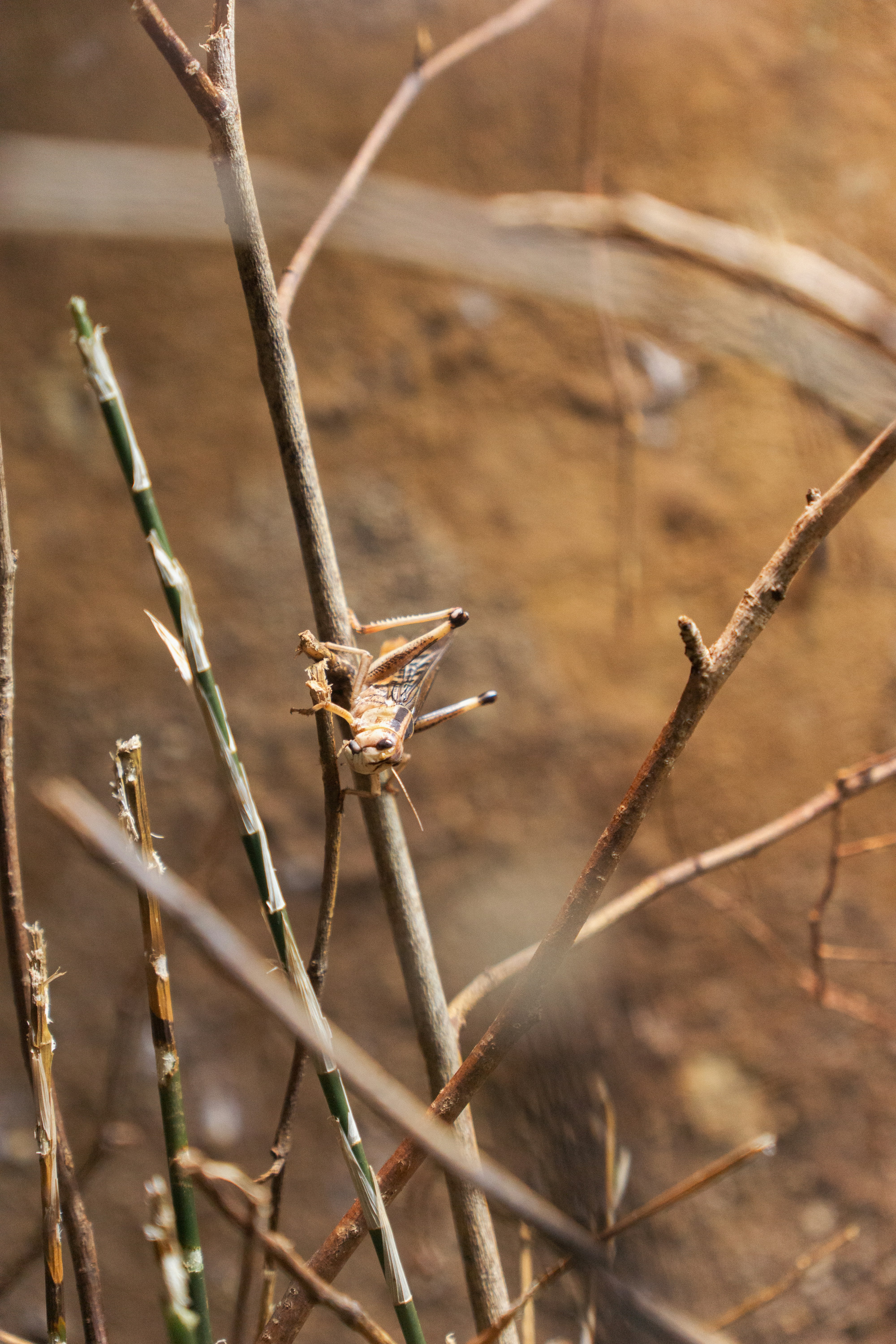 Photo by robertschwarz