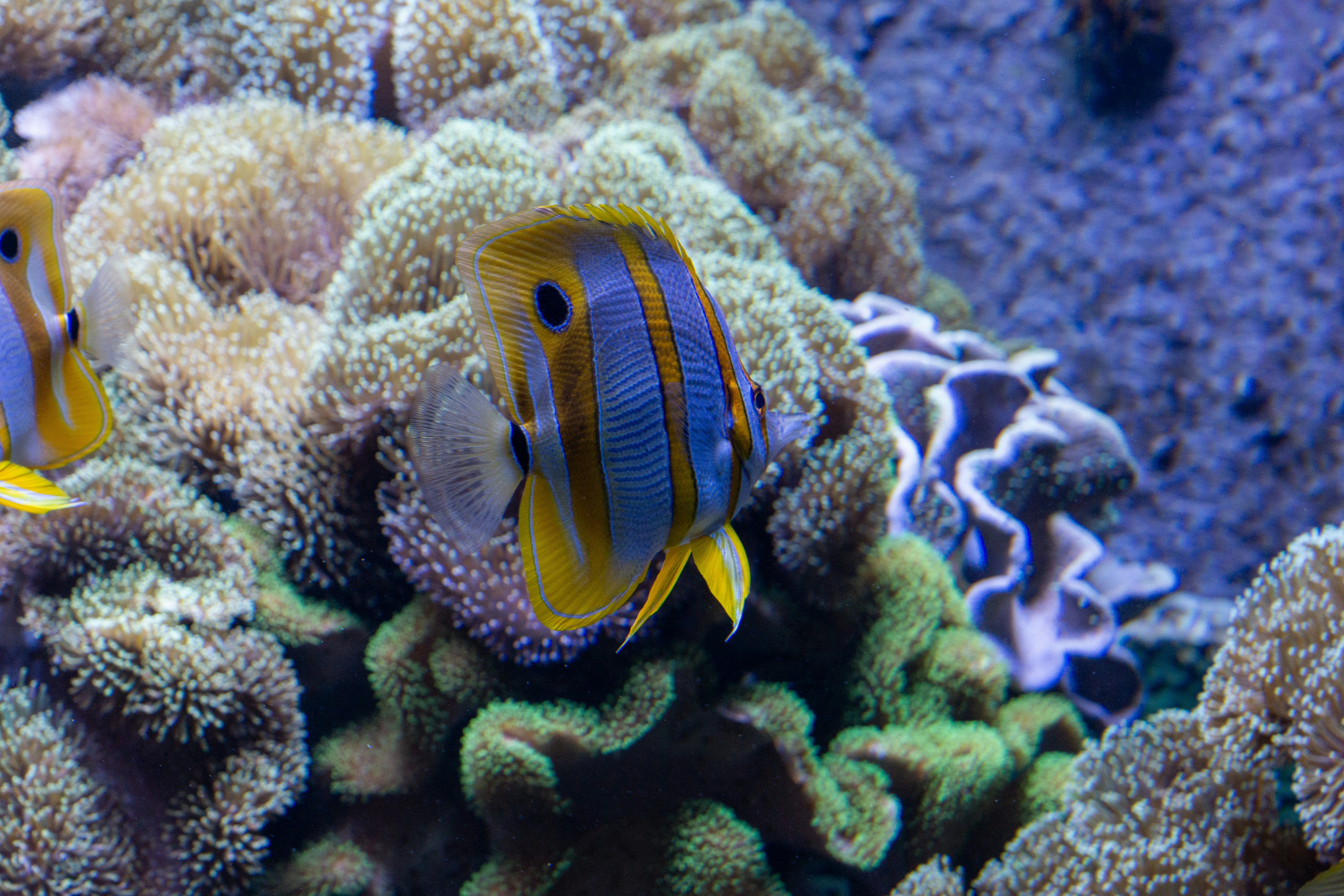 Photo by robertschwarz