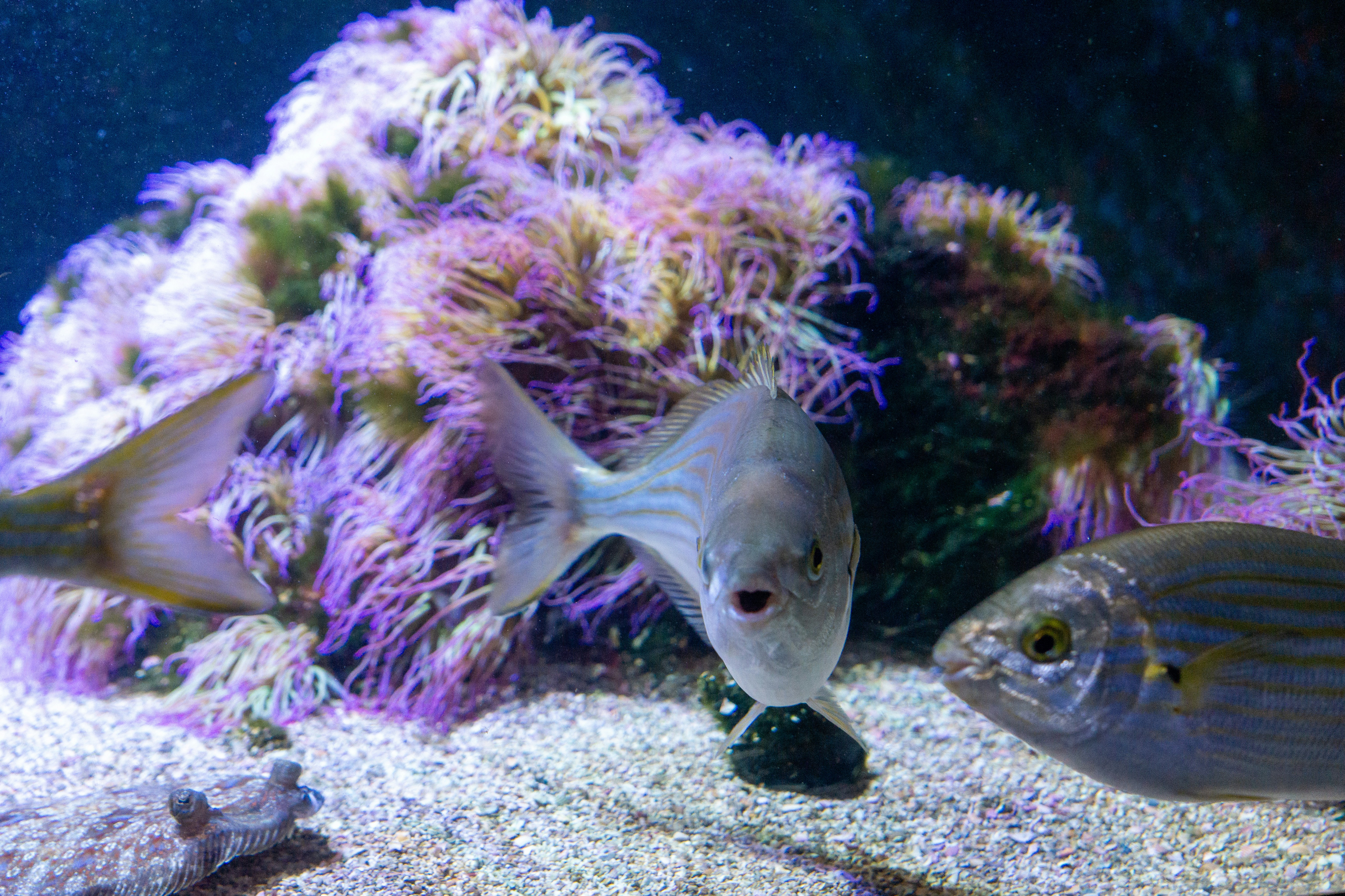 Photo by robertschwarz