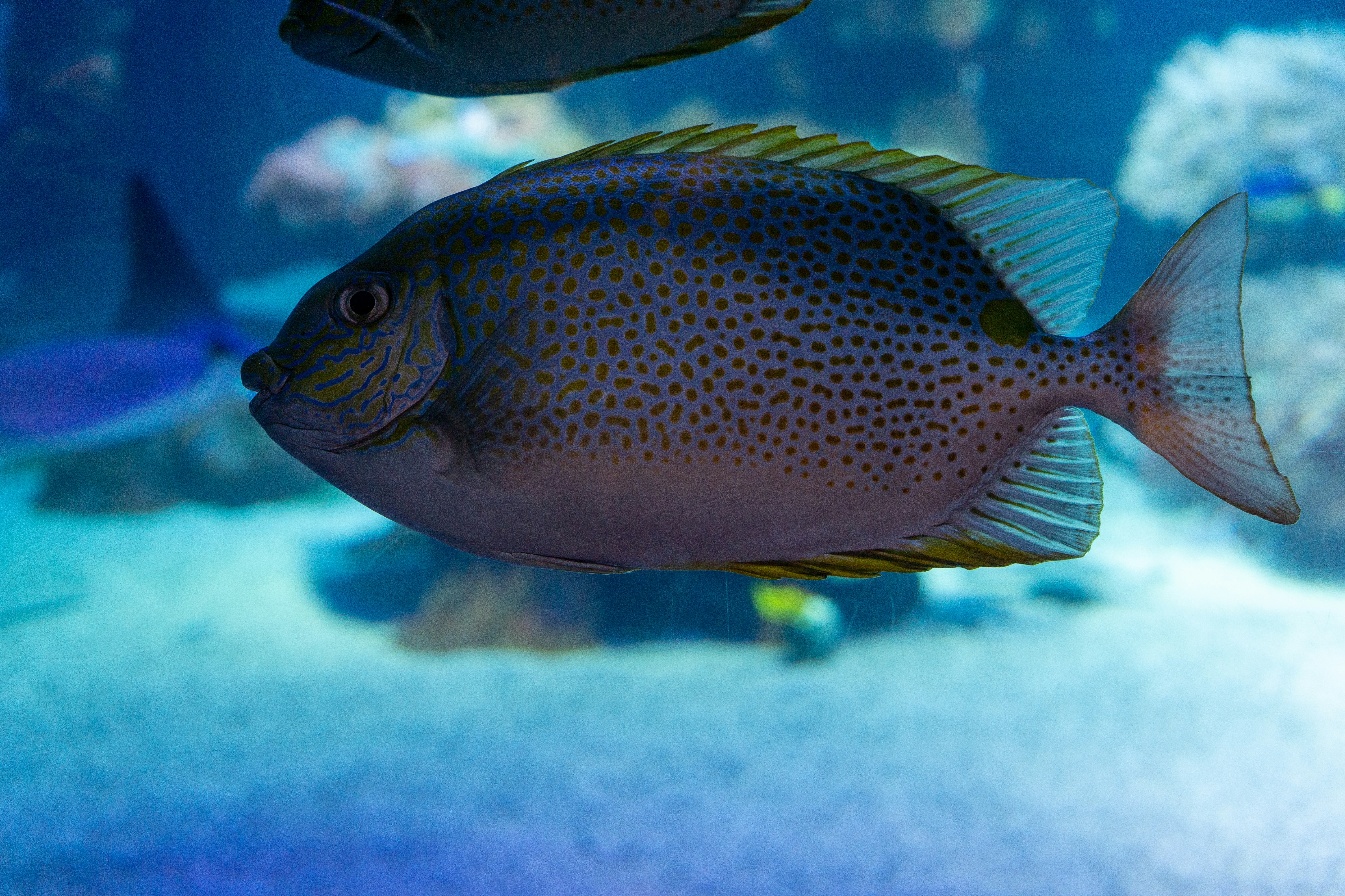 Photo by robertschwarz