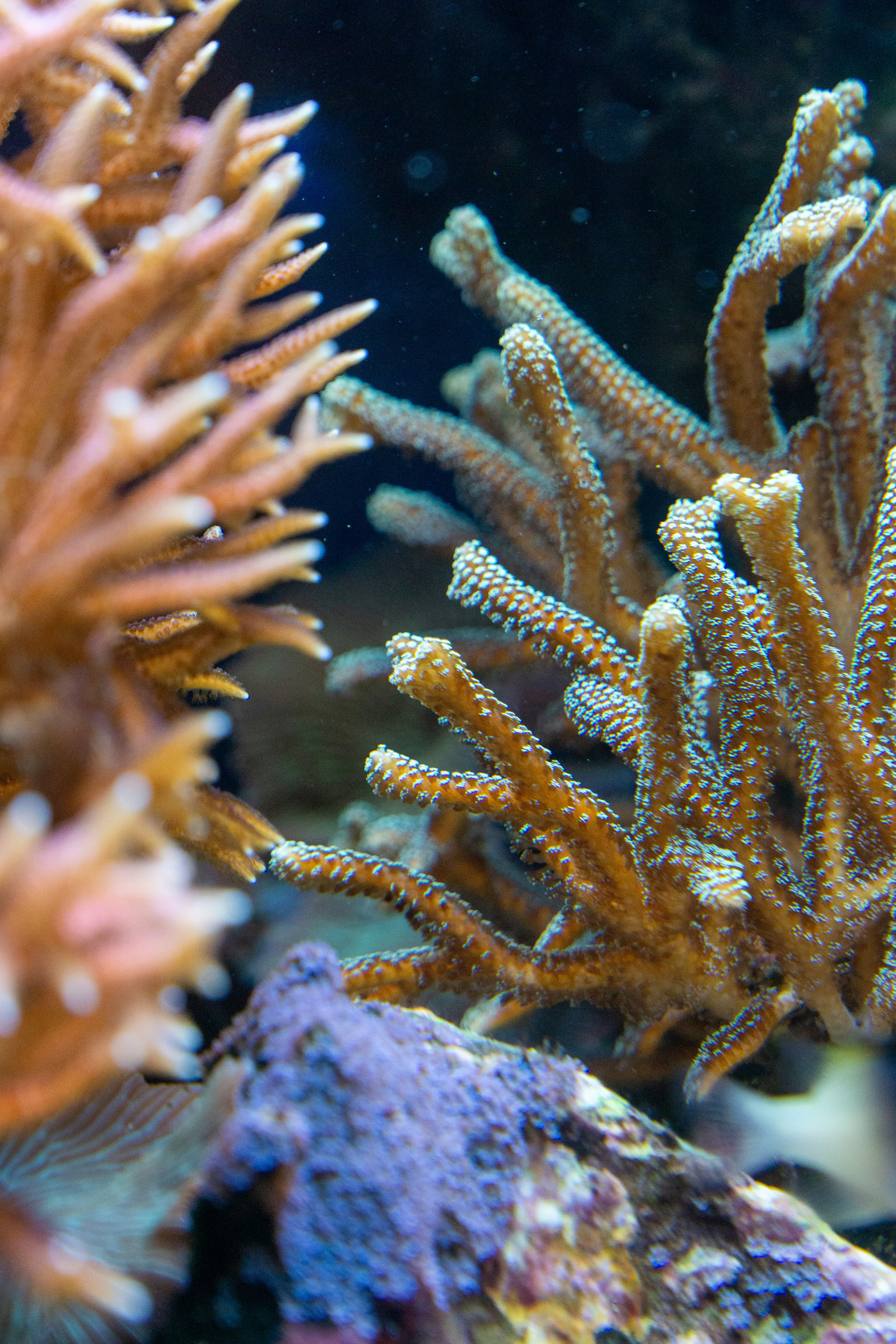 Photo by robertschwarz