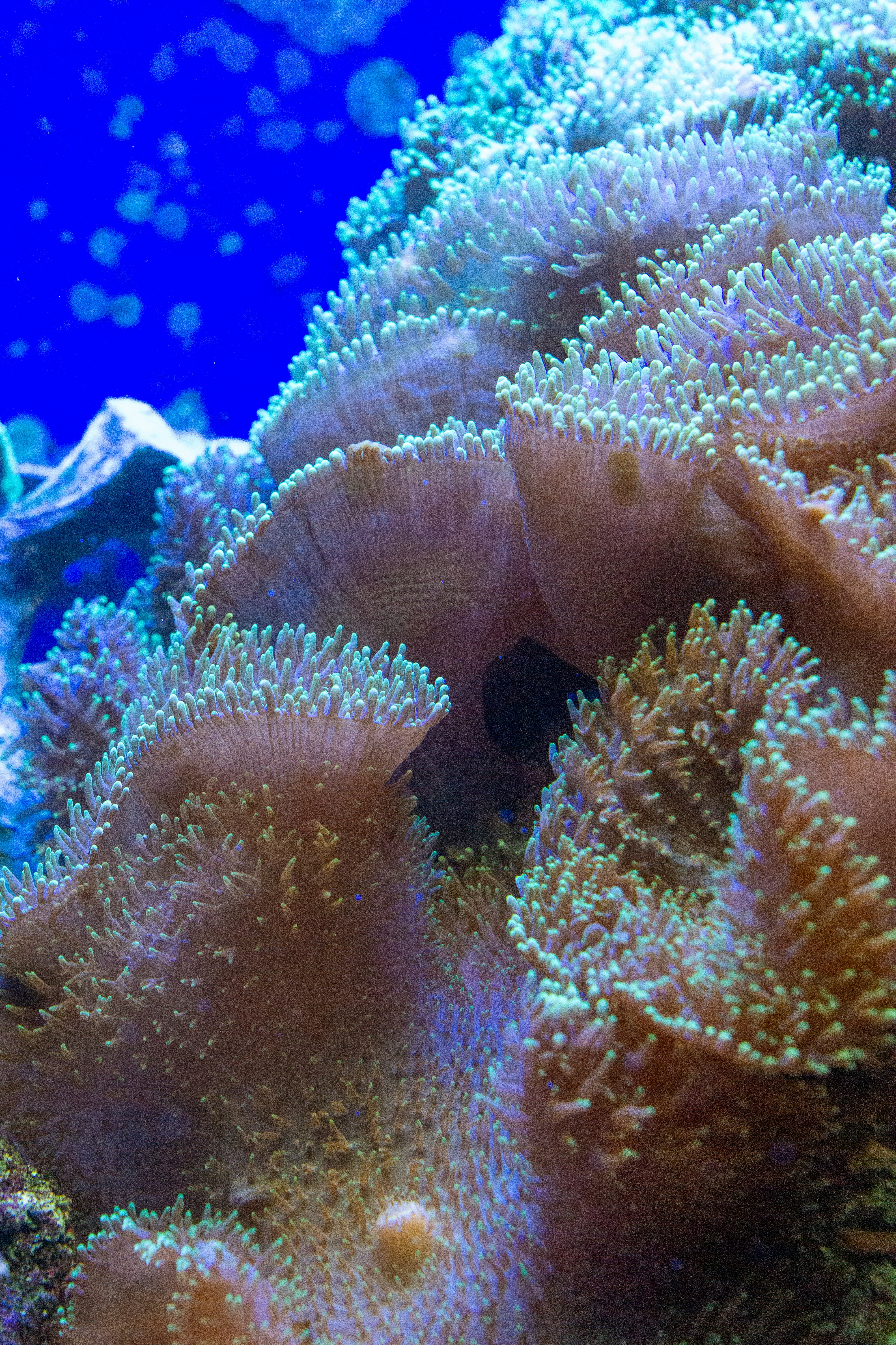 Photo by robertschwarz