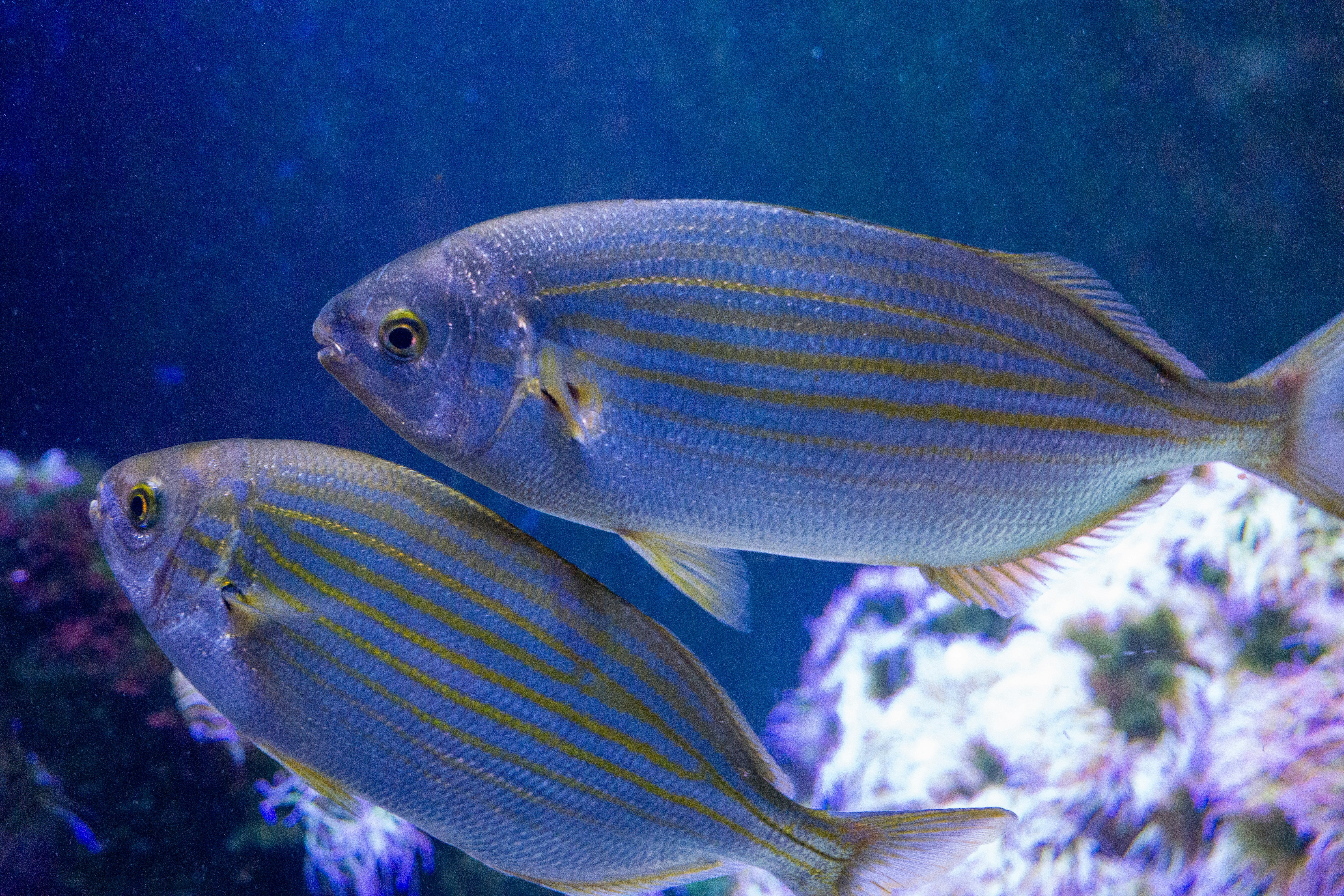 Photo by robertschwarz