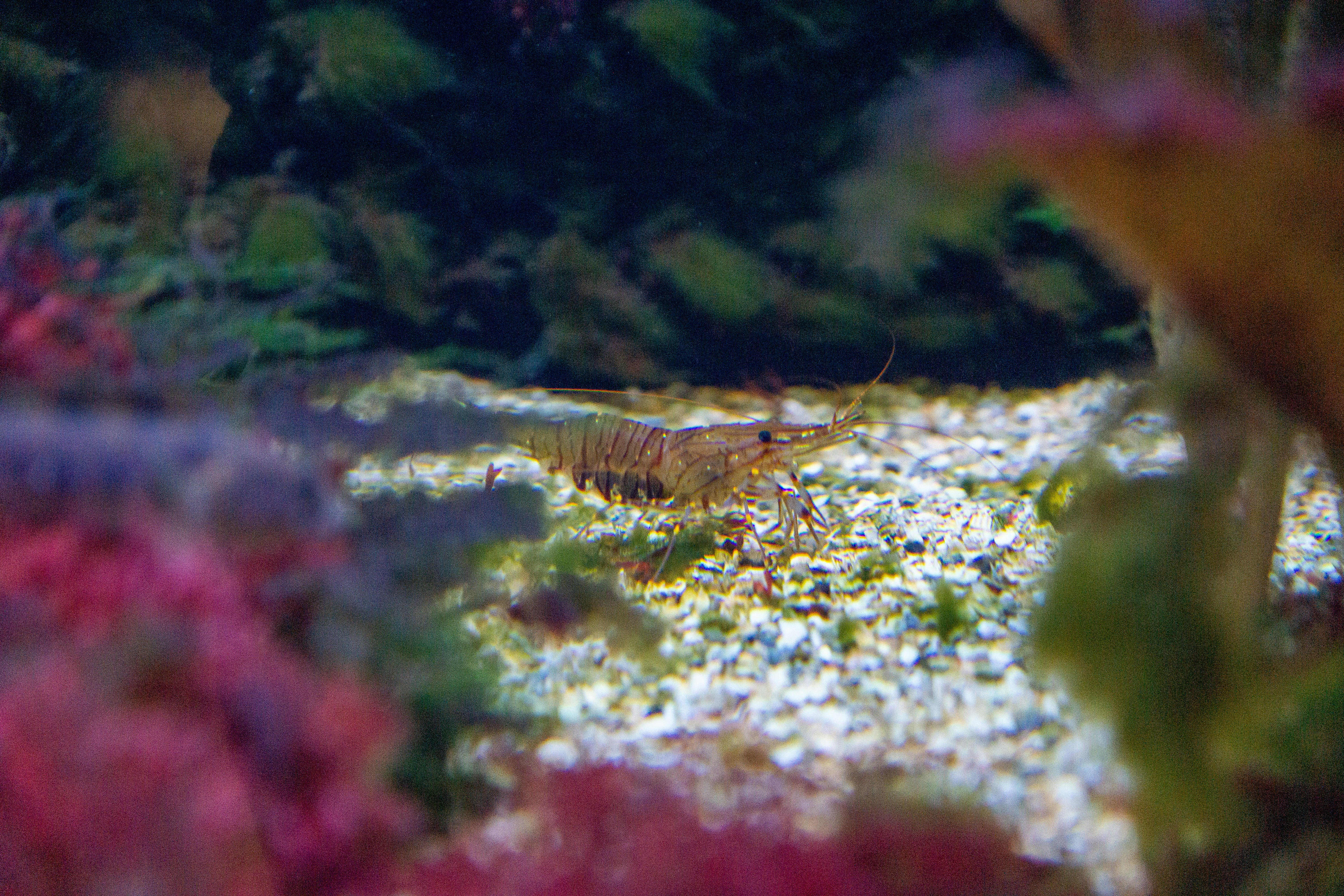 Photo by robertschwarz