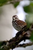 a small bird perched on a branch of a tree