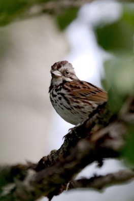 a small bird perched on a branch of a tree